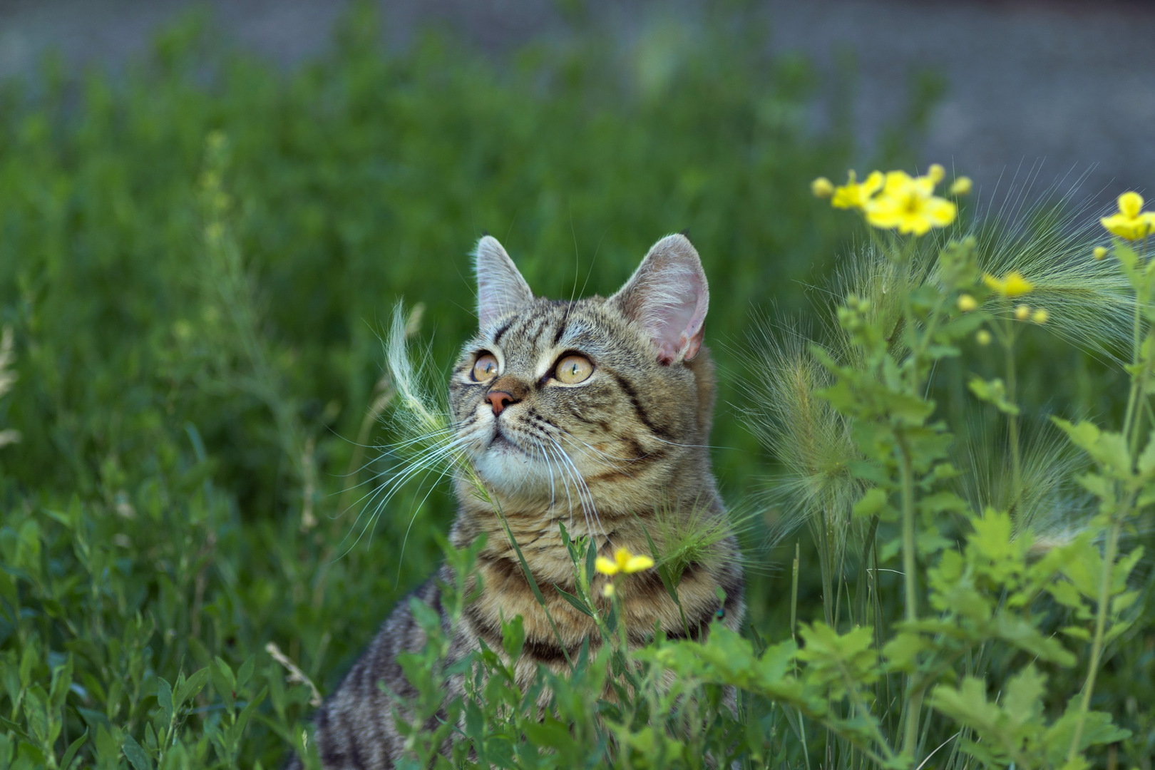 кошка, Александр Канцур