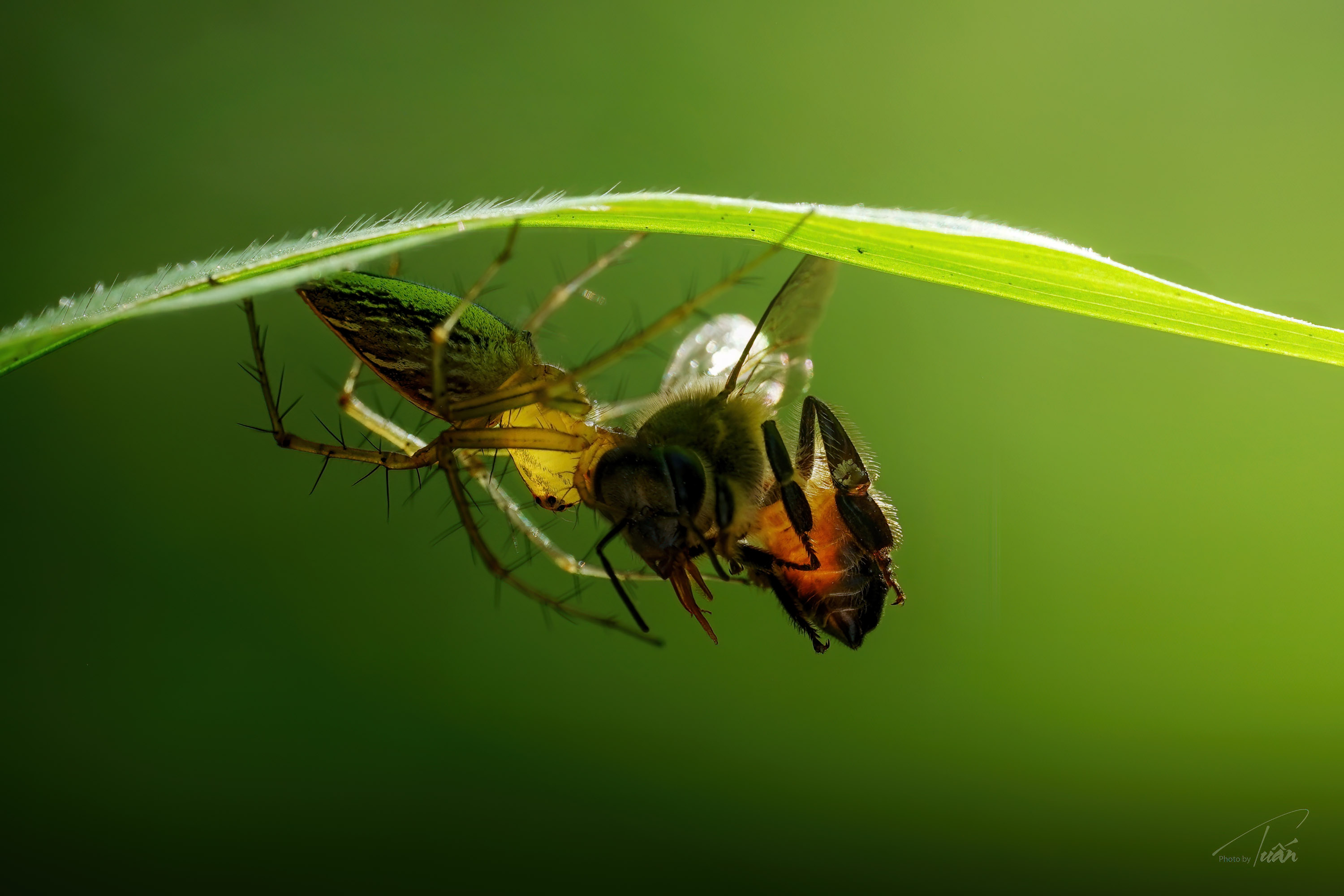 #macro #photobyTuan #spider, Tran Anh Tuan