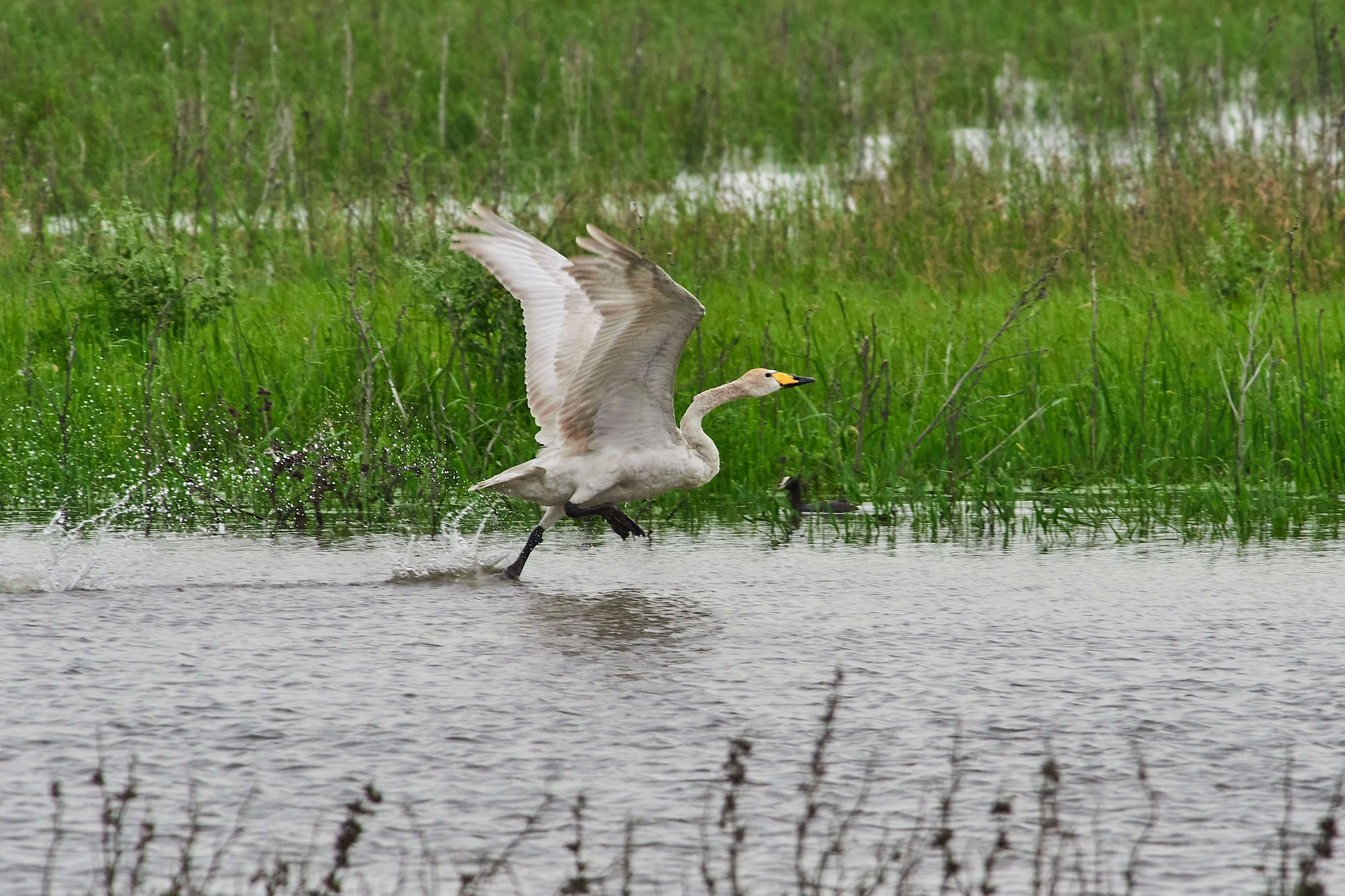 bird, birds, volgograd, russia, wildlife, , Павел Сторчилов