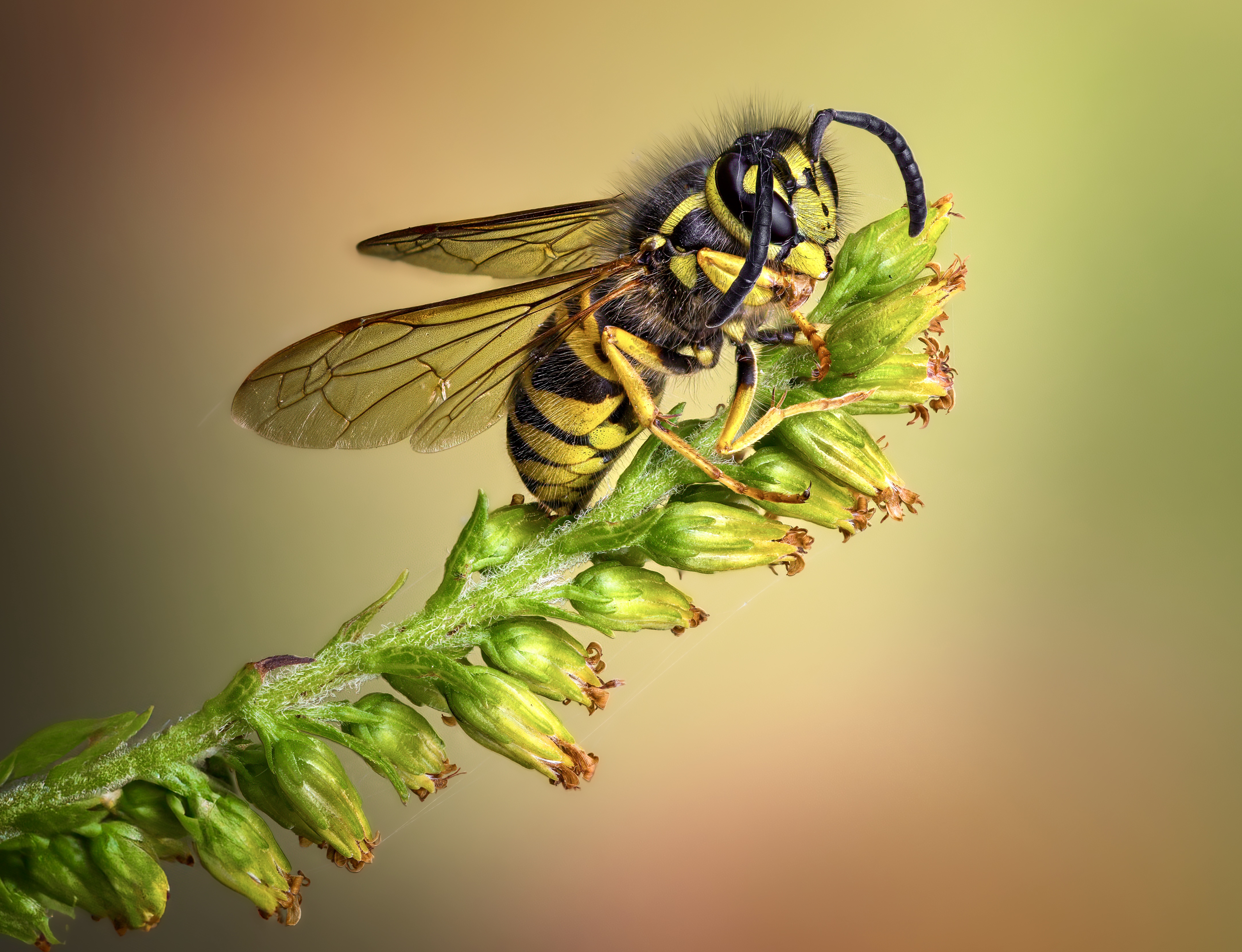 wasp, hornet, yellow jacket, bee, bumblebee, insect, fall, autumn, stink bug, macro, leaves, season, seasons, camouflage, camouflaged, flower, floral, pink, Atul Saluja