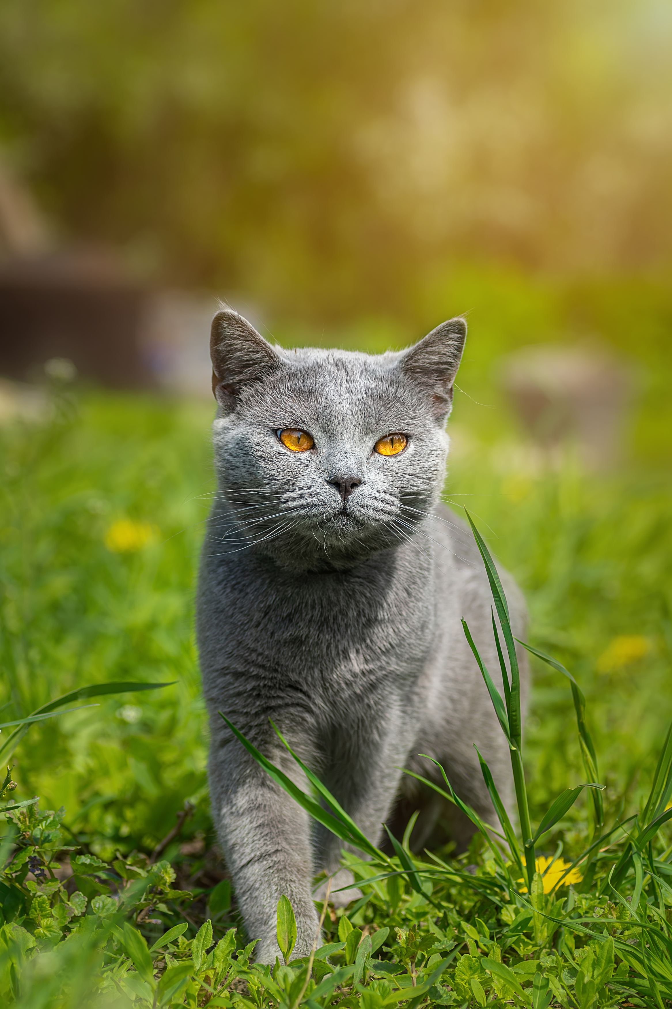 nature, cat, grass, animal, portrait, green, young, feline, cute, pet, Корнеев Алексей