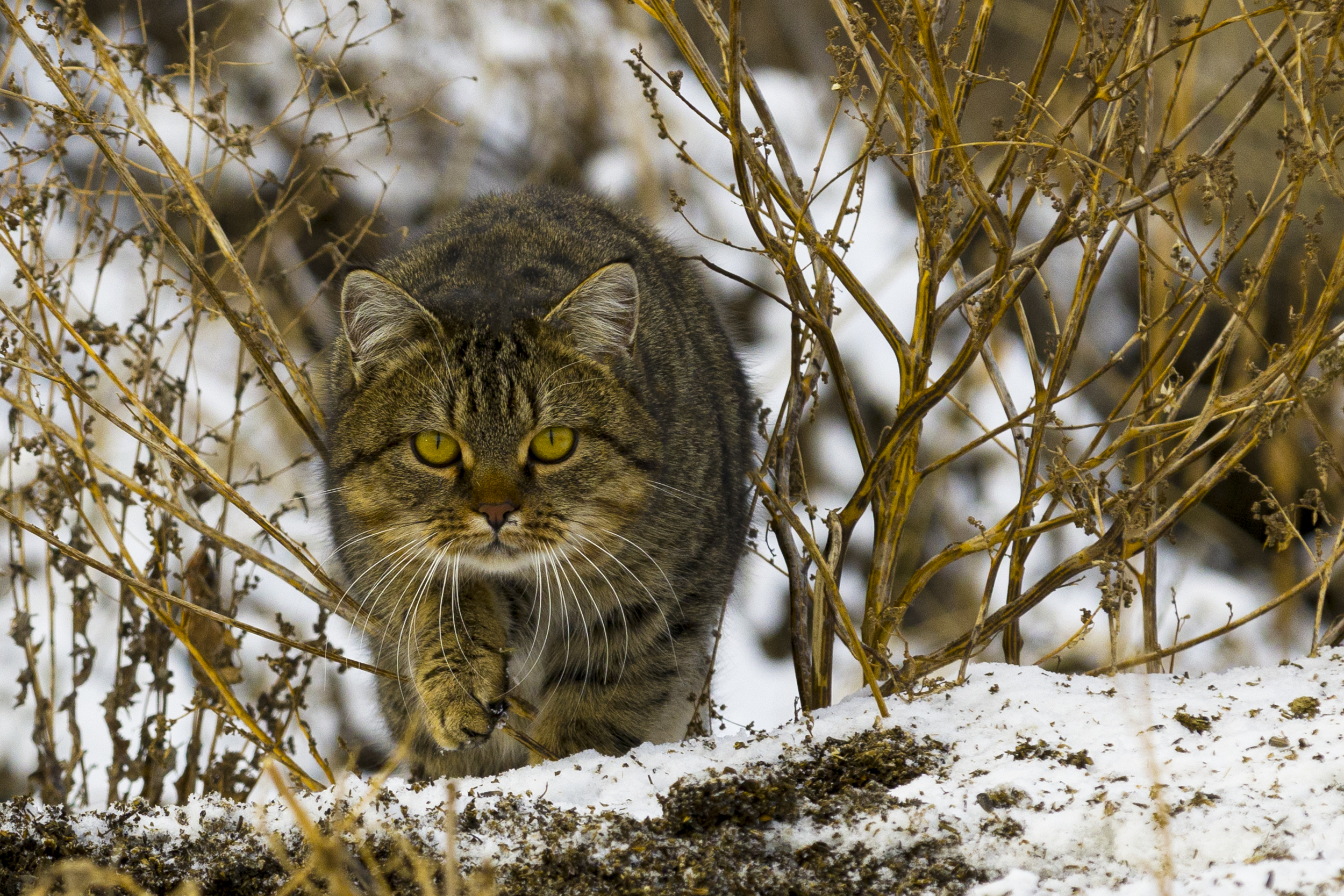 природа, Валерий Черняк