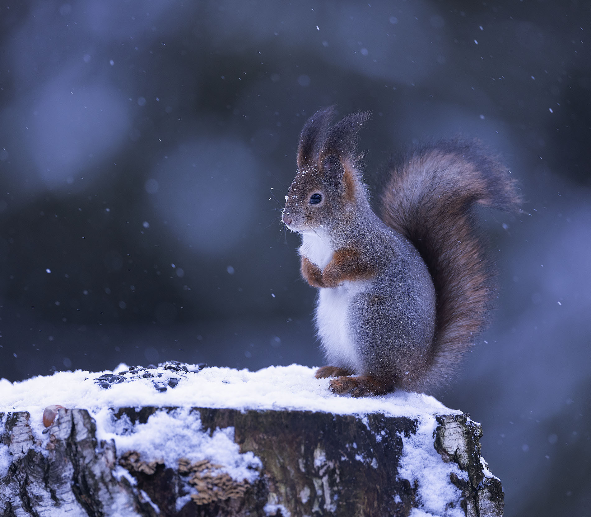 белка, красотка, лес,squirrel, beautiful, forest, nature, Стукалова Юлия