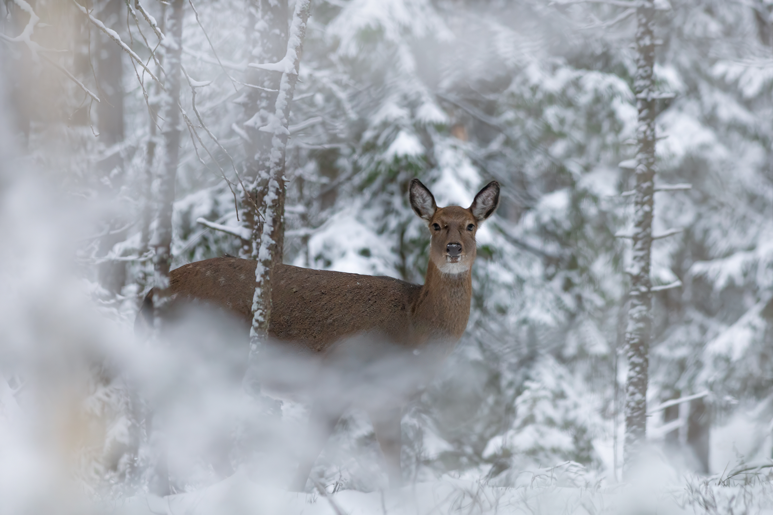 животные, природа, олень, зима, wildlife, nature, Пронин Денис