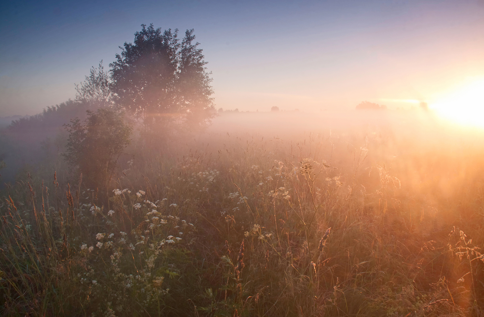 dawn,fog,field, Eugenijus Rauduve