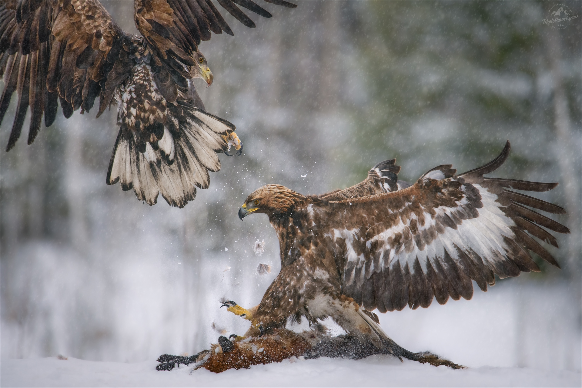 орлан, орлан-белохвост, беркут, golden eagle, красный бор,  фототур в красный бор, беларусь, сероватень, haliaeetus albicilla,  white-tailed eagle, фотоохота, Влад Соколовский