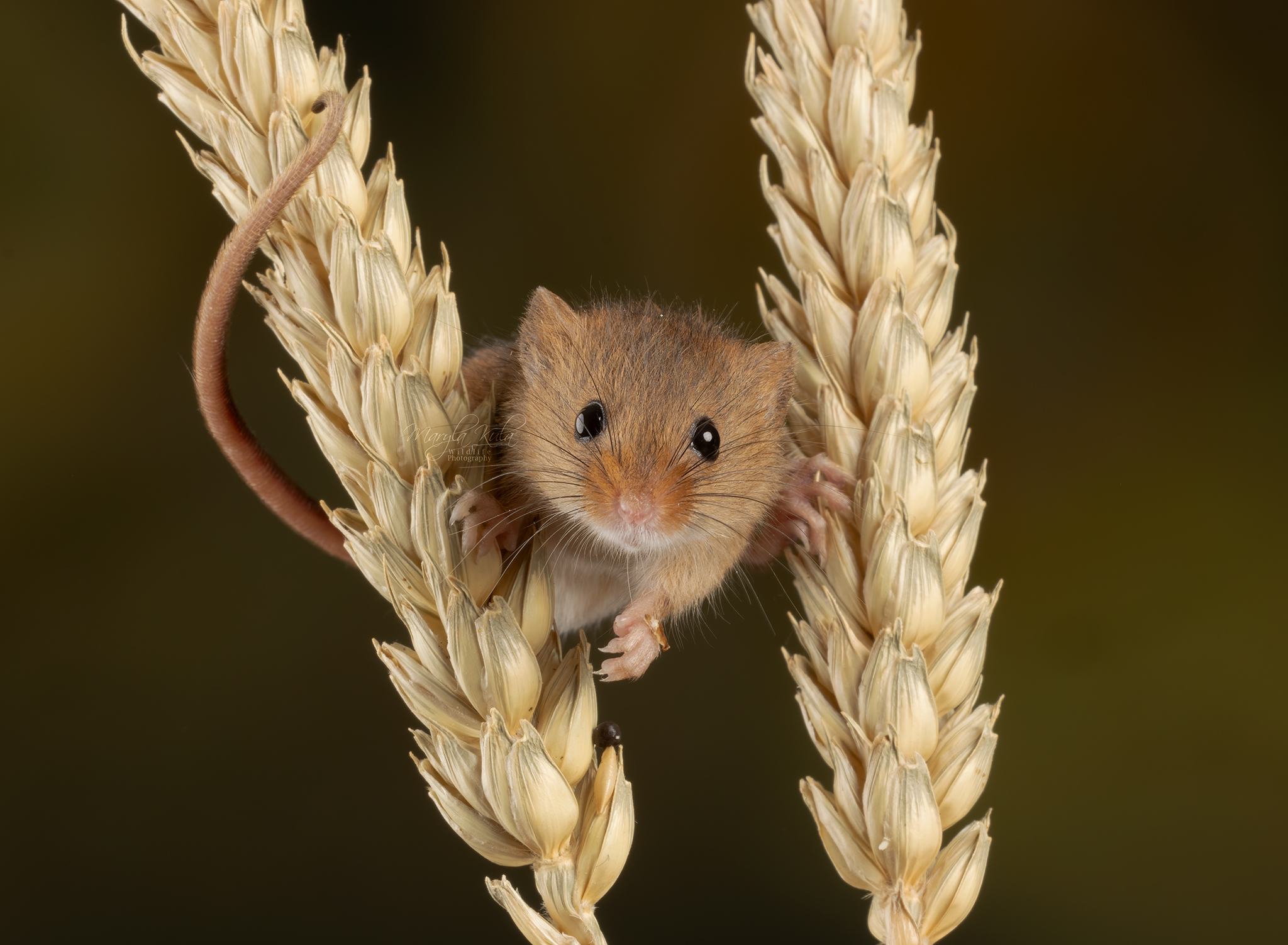 harvest mouse, mouse, rodent, animals, nature, wildlife, canon, MARIA KULA