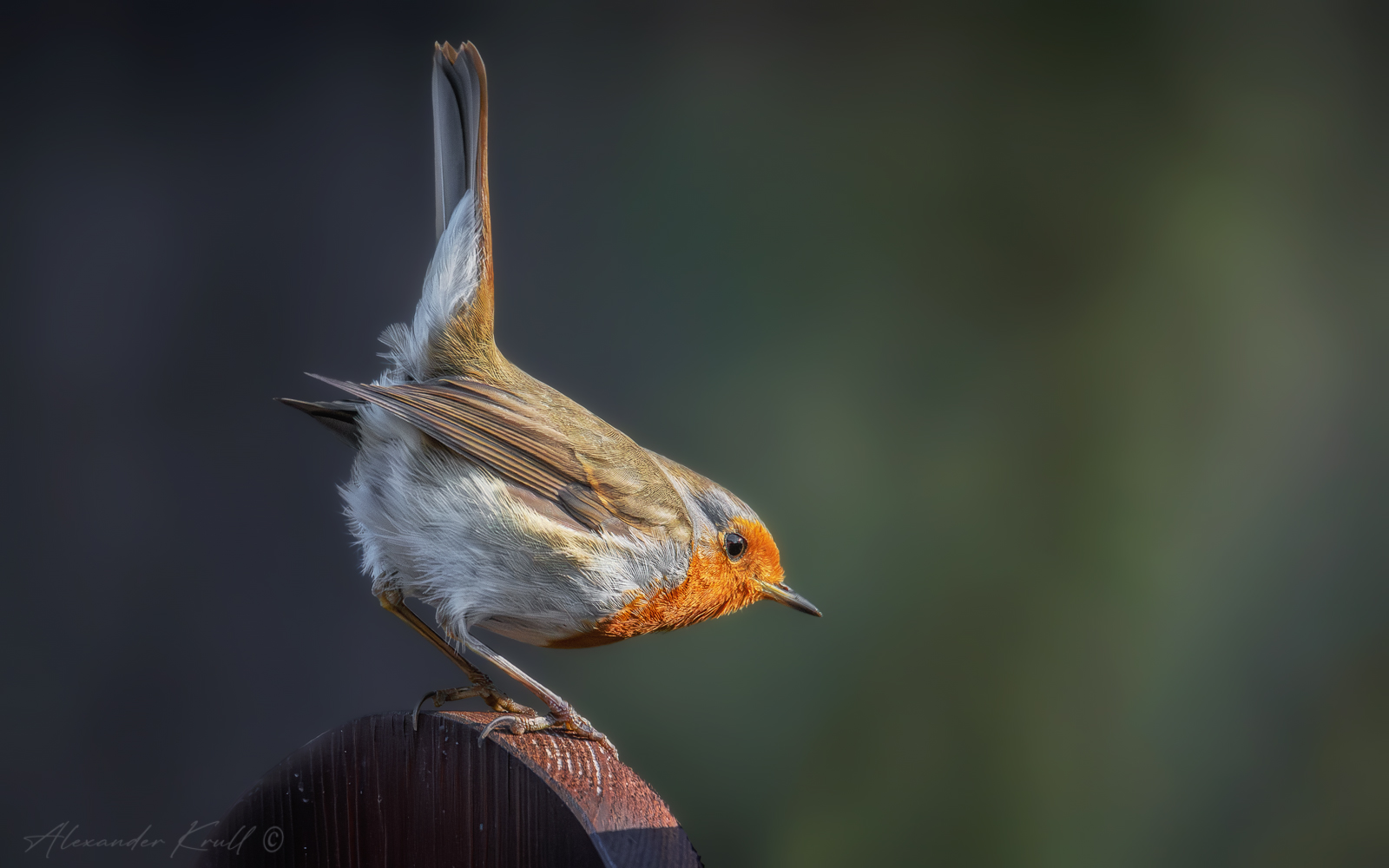 зарянка, малиновка, erithacus rubecula, Круль Александр