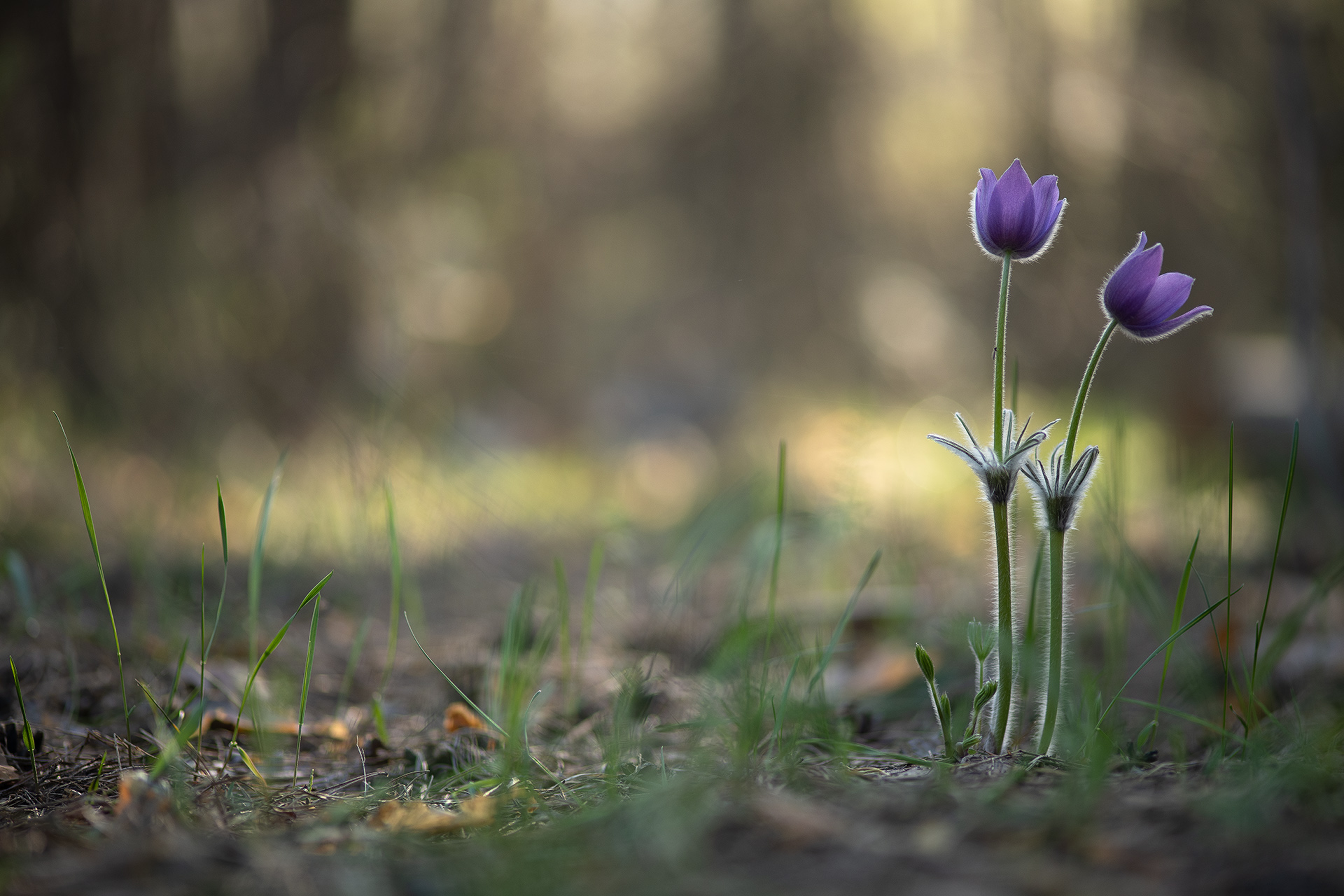 сон трава, россия, весна, апрель, воронеж, красота, nikon d 850, carl zeiss makro-planar t* 100mm f/2 zf.2, Мещеряков Геннадий