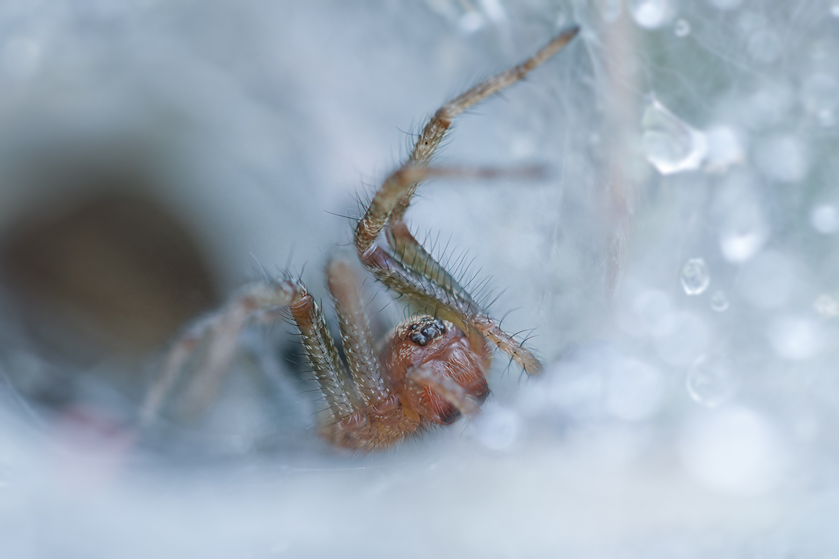 макро, паук, spider, macro, Хилько Марина