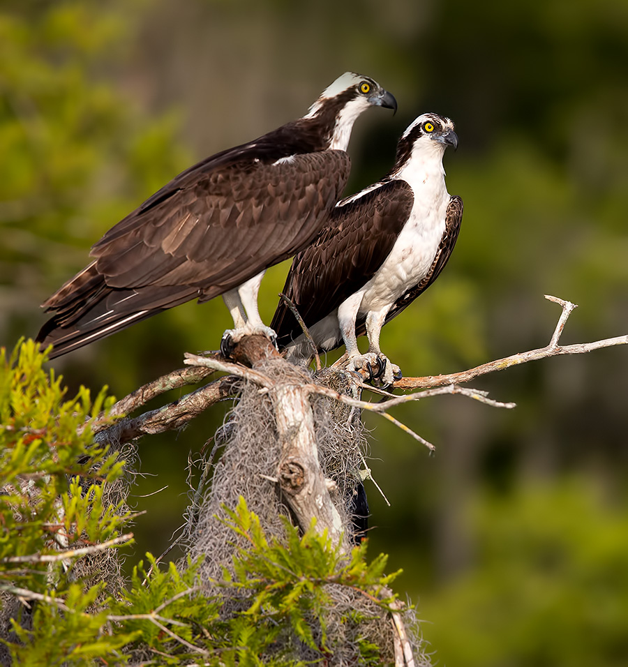 скопа, osprey, florida, флорида, хищные птицы, raptor, wildlife, wild, Etkind Elizabeth