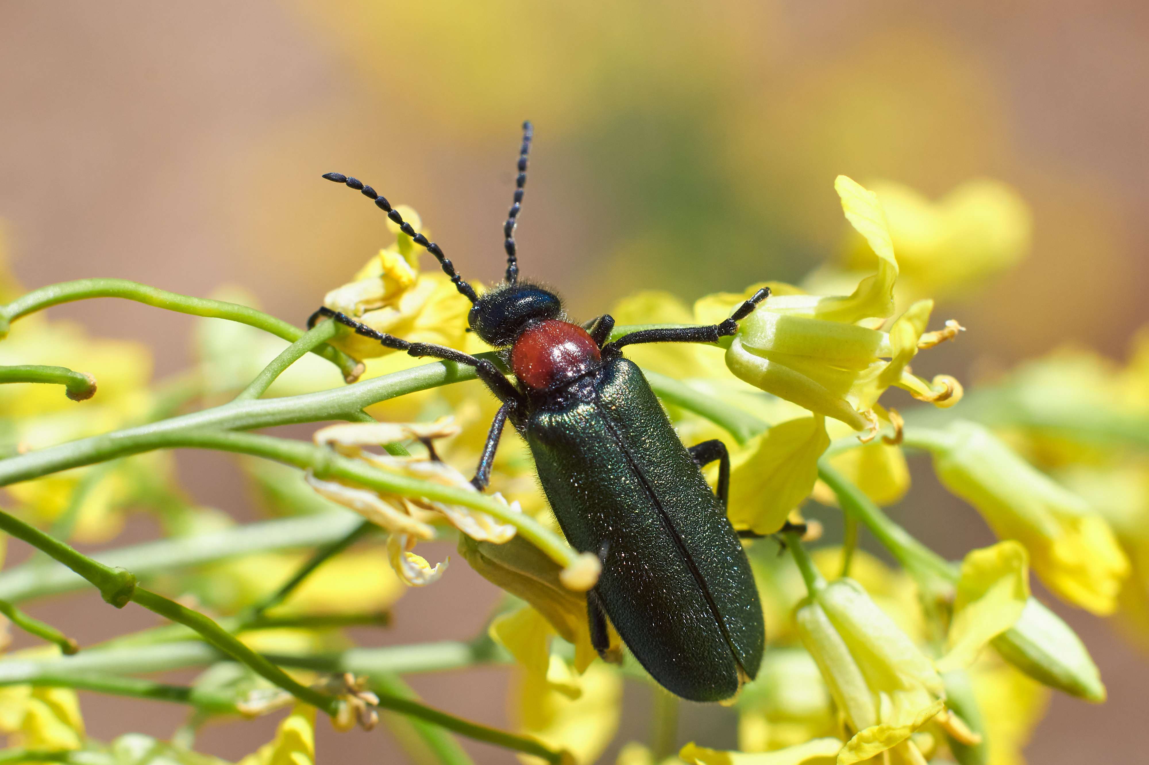 macro, volgograd, russia, wildlife, , Павел Сторчилов