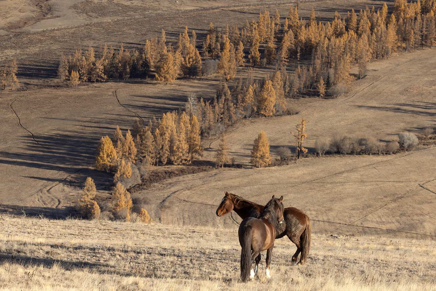 осень, кони, алтай, горы, Сергей Буторин