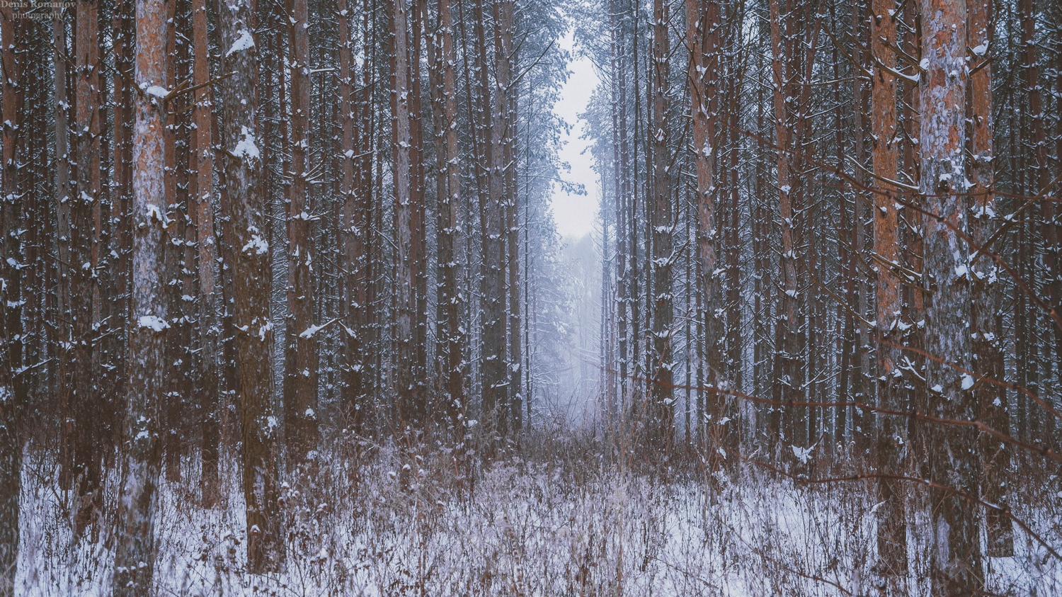 природа ,пейзаж ,зима ,лес ,winter ,forest ,nature ,landscape, Romanov Denis