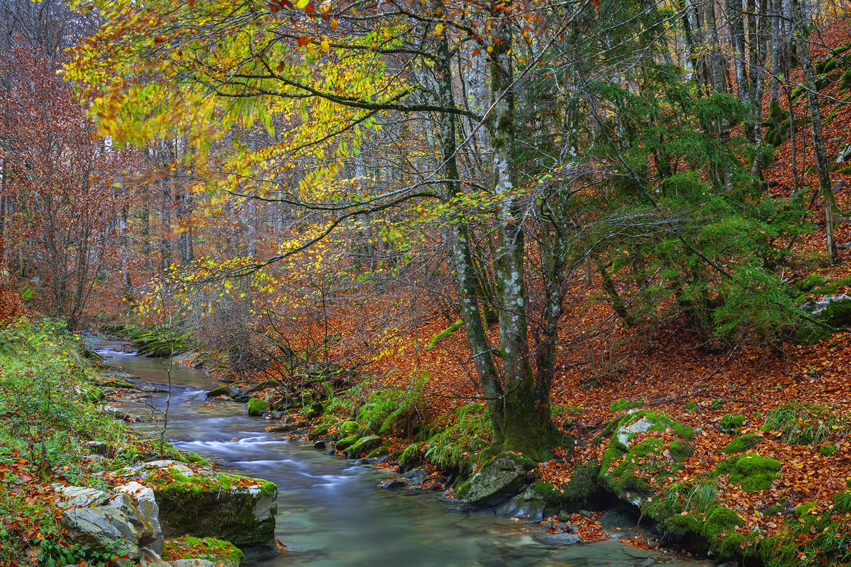 photography, mountain, autumn, fog, landscape, photo, awakening, flowers, land, landmark, lands, soft ligth, ligth, mountains, photo, river, jimenez millan samuel