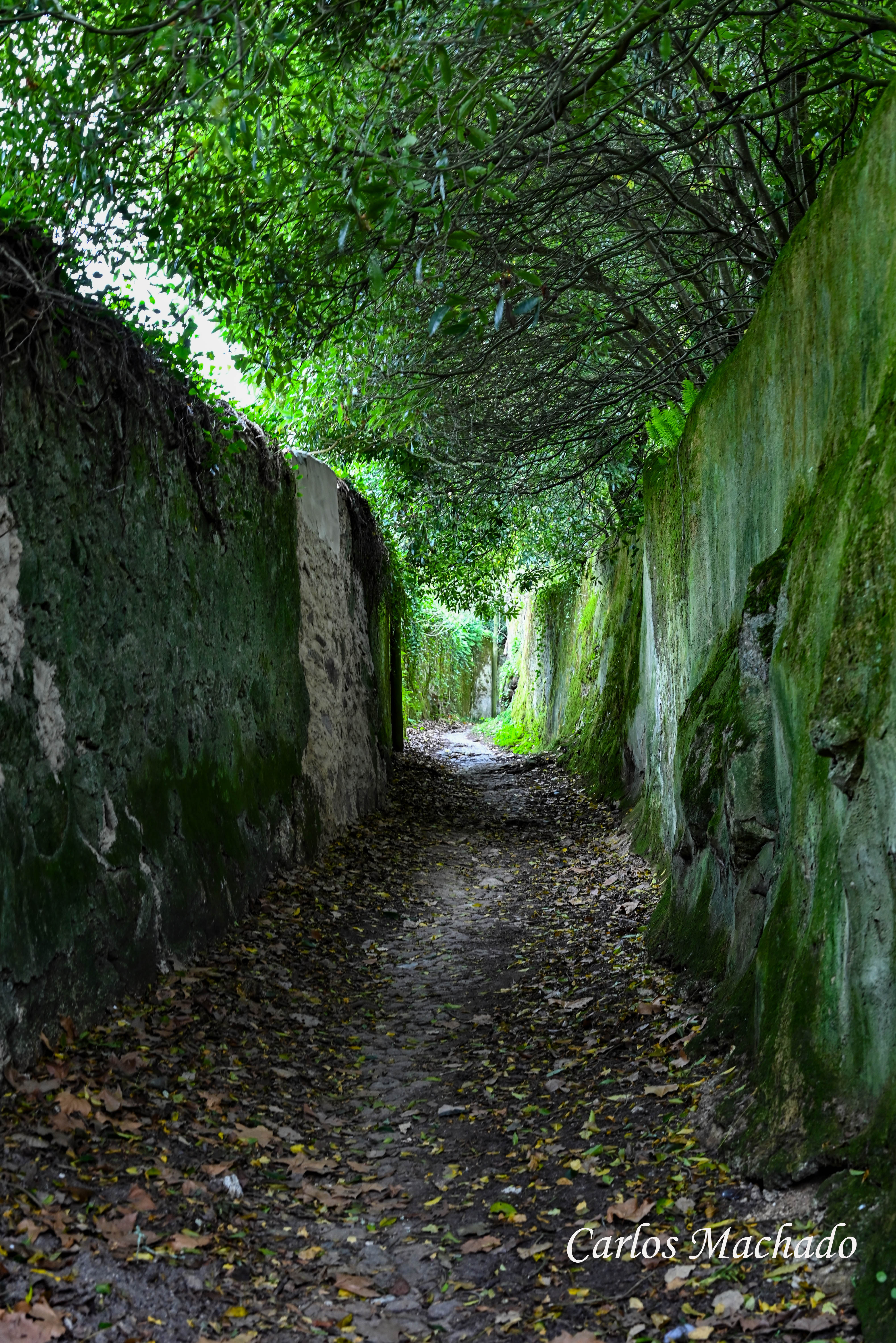 Country, Green, Nature, Machado Carlos