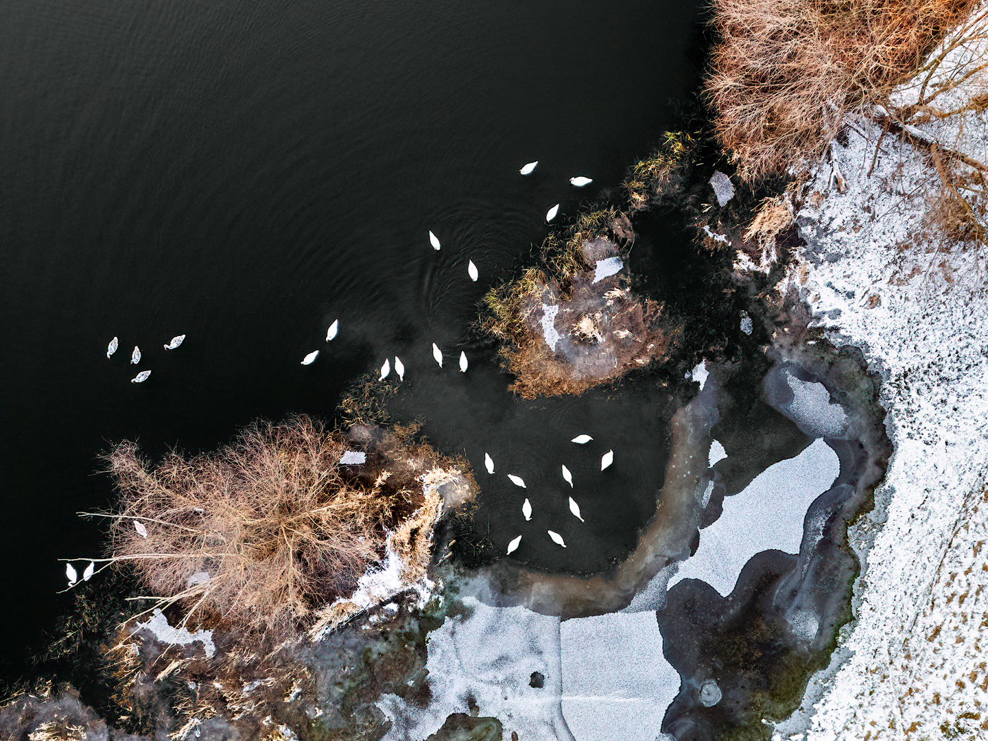 mute swan, swan, cygnus olor, drone, wildlife, winter, Wojciech Grzanka