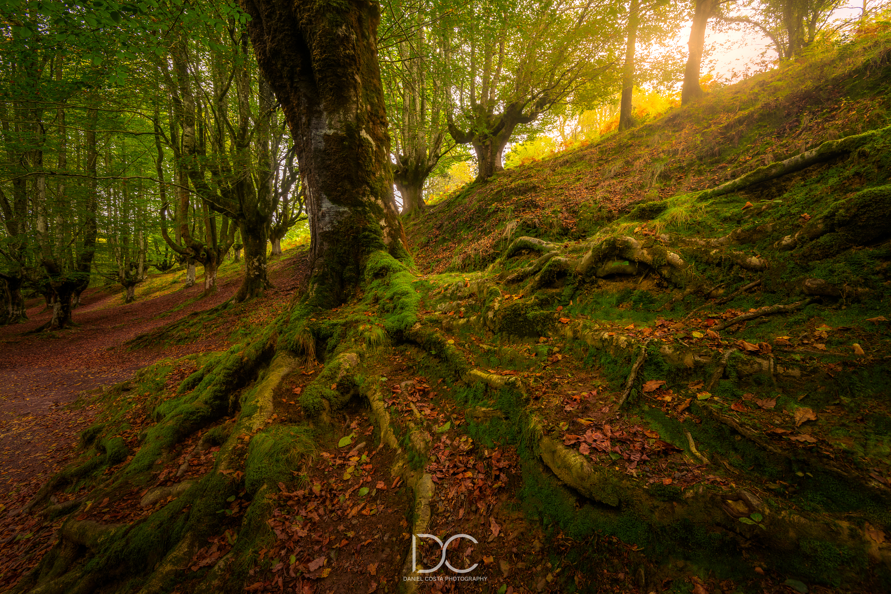 #spain #basque #nature #trees #autumn #leaves #forest #wood #fall #myst #magical #roots #life, Daniel Costa