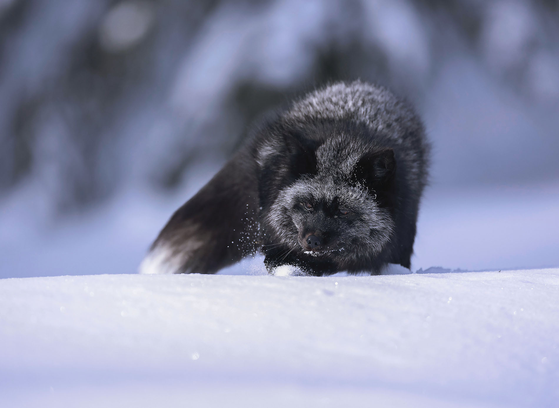 лиса, чернобурая, красотка, зима, fox, beautiful, winter, nature, Стукалова Юлия