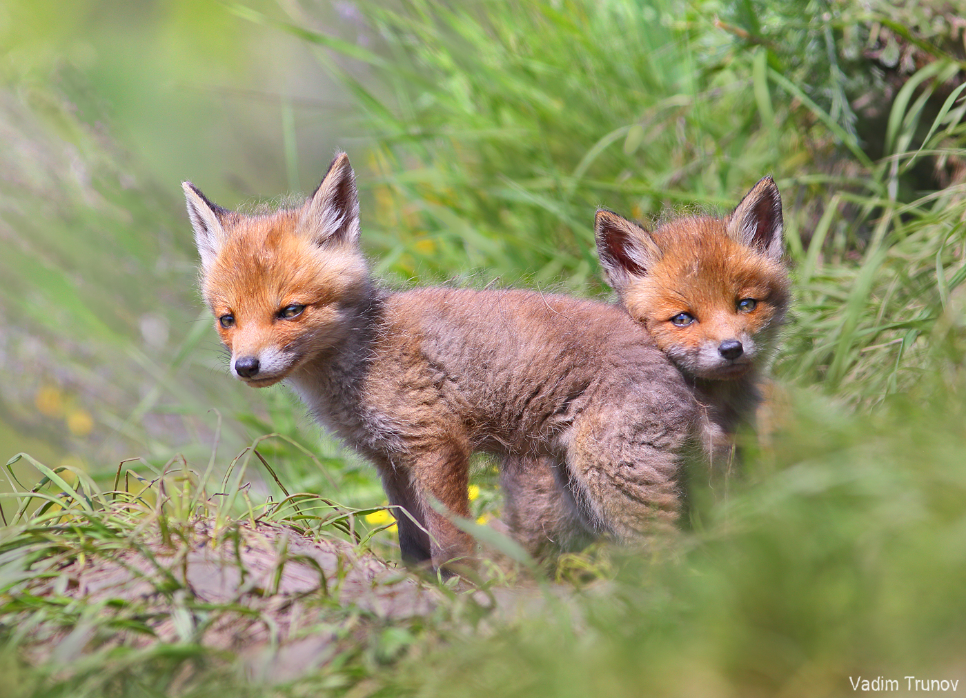 лиса, лисята, fox, Вадим Трунов