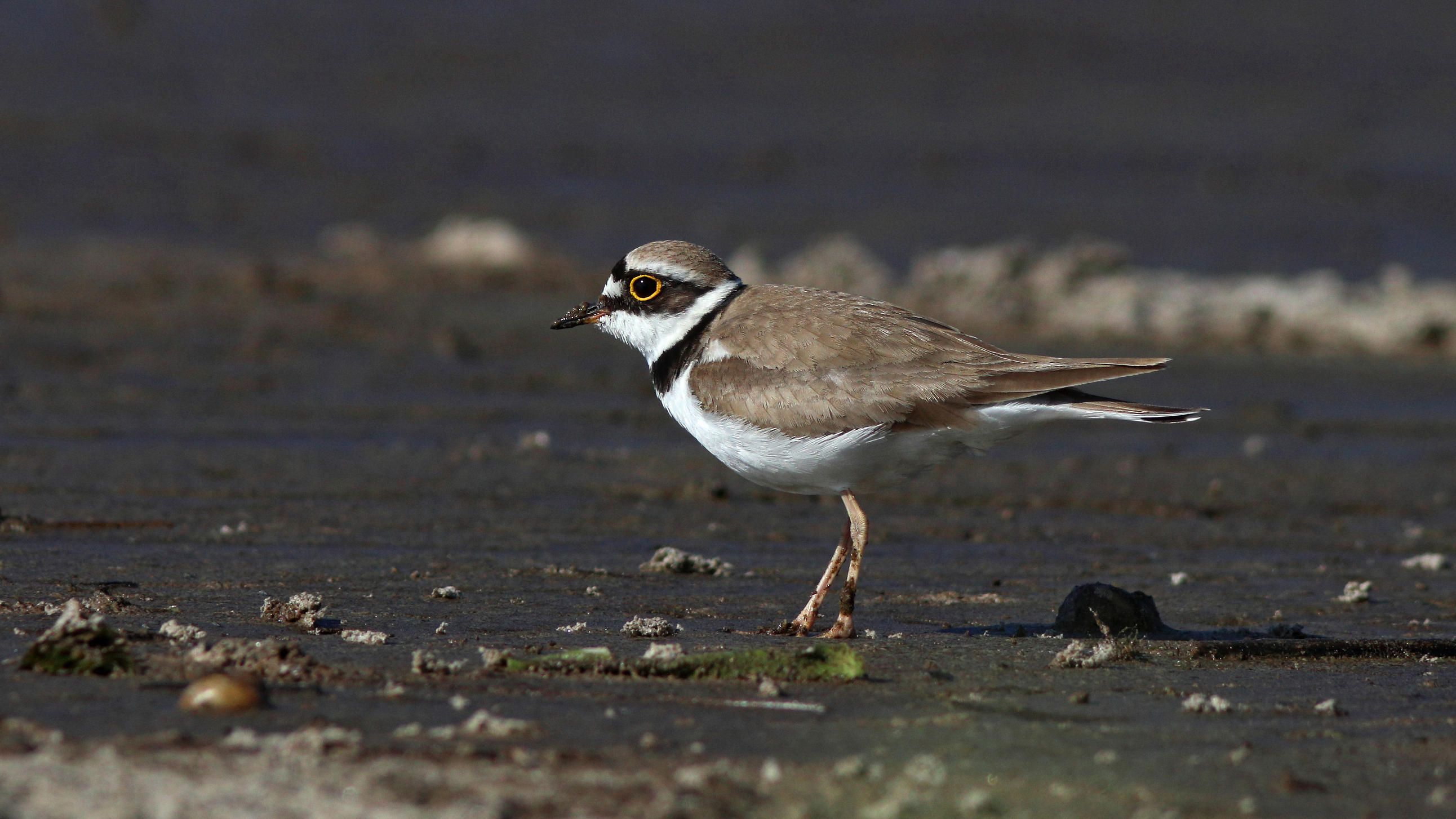 малый зуек, charadrius dubius, little ringed plover, куршский залив, Бондаренко Георгий