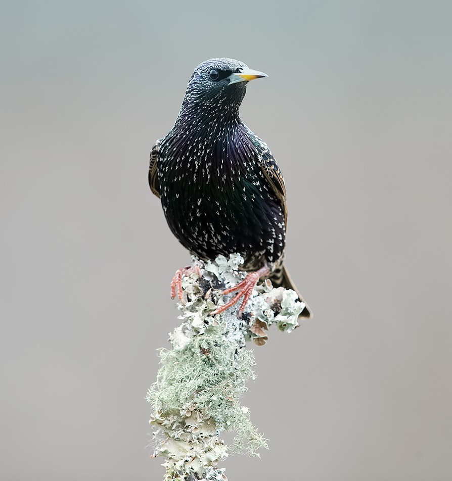 cкворец, european starling,  starling, зима, Etkind Elizabeth