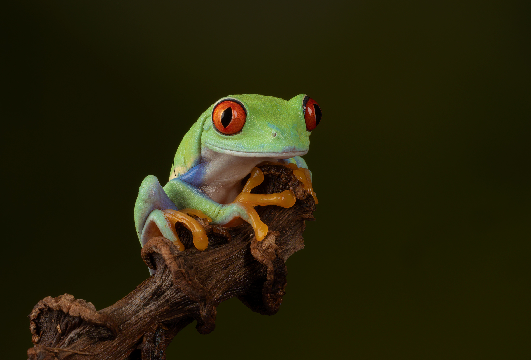 red eyed tree frog, frog, reptiles and amphibians, animals, nature, close up, canon, MARIA KULA