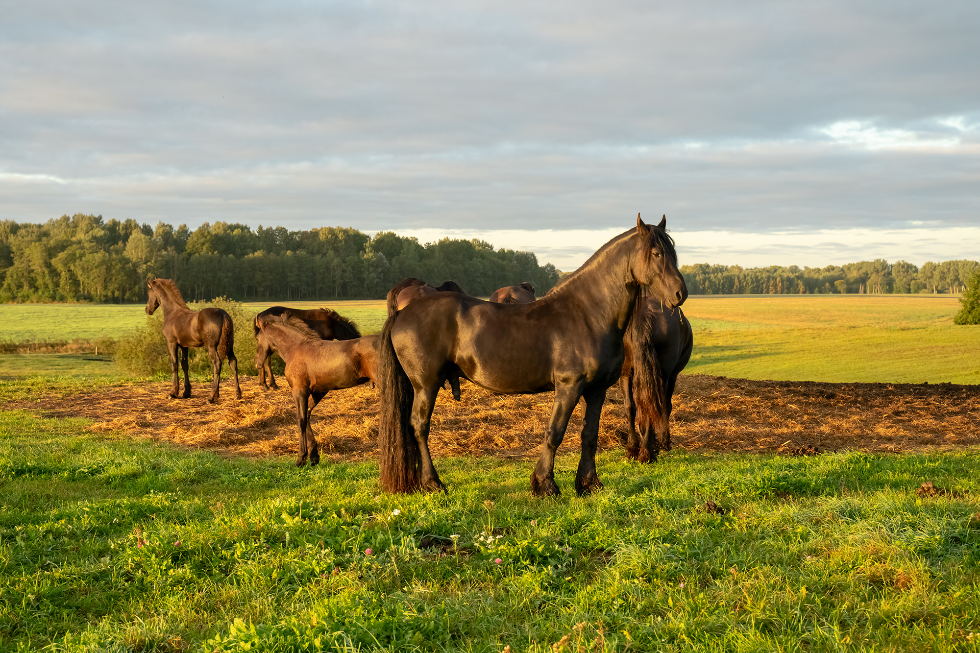 morning,horses,field, Eugenijus Rauduve