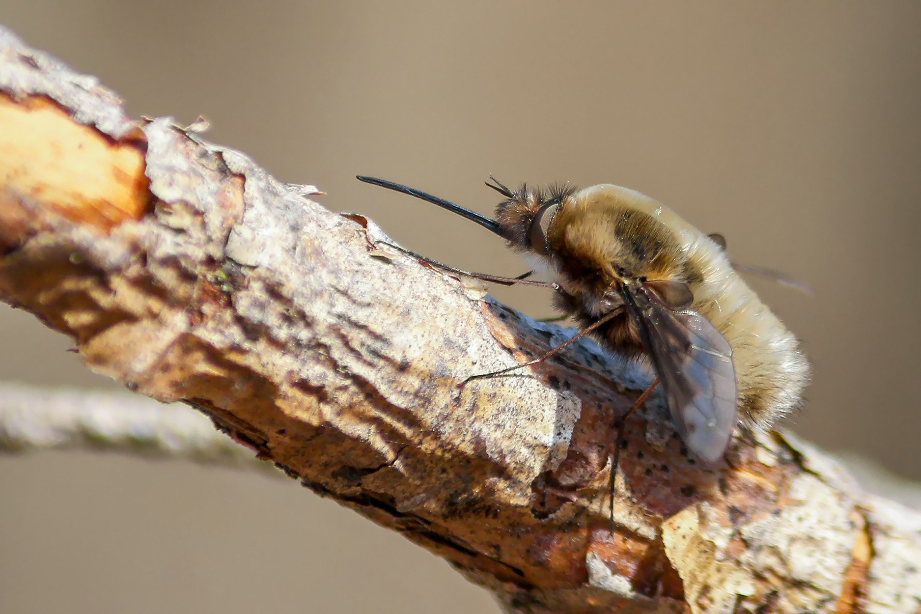 жужжало большой, bombylius major, КарОл