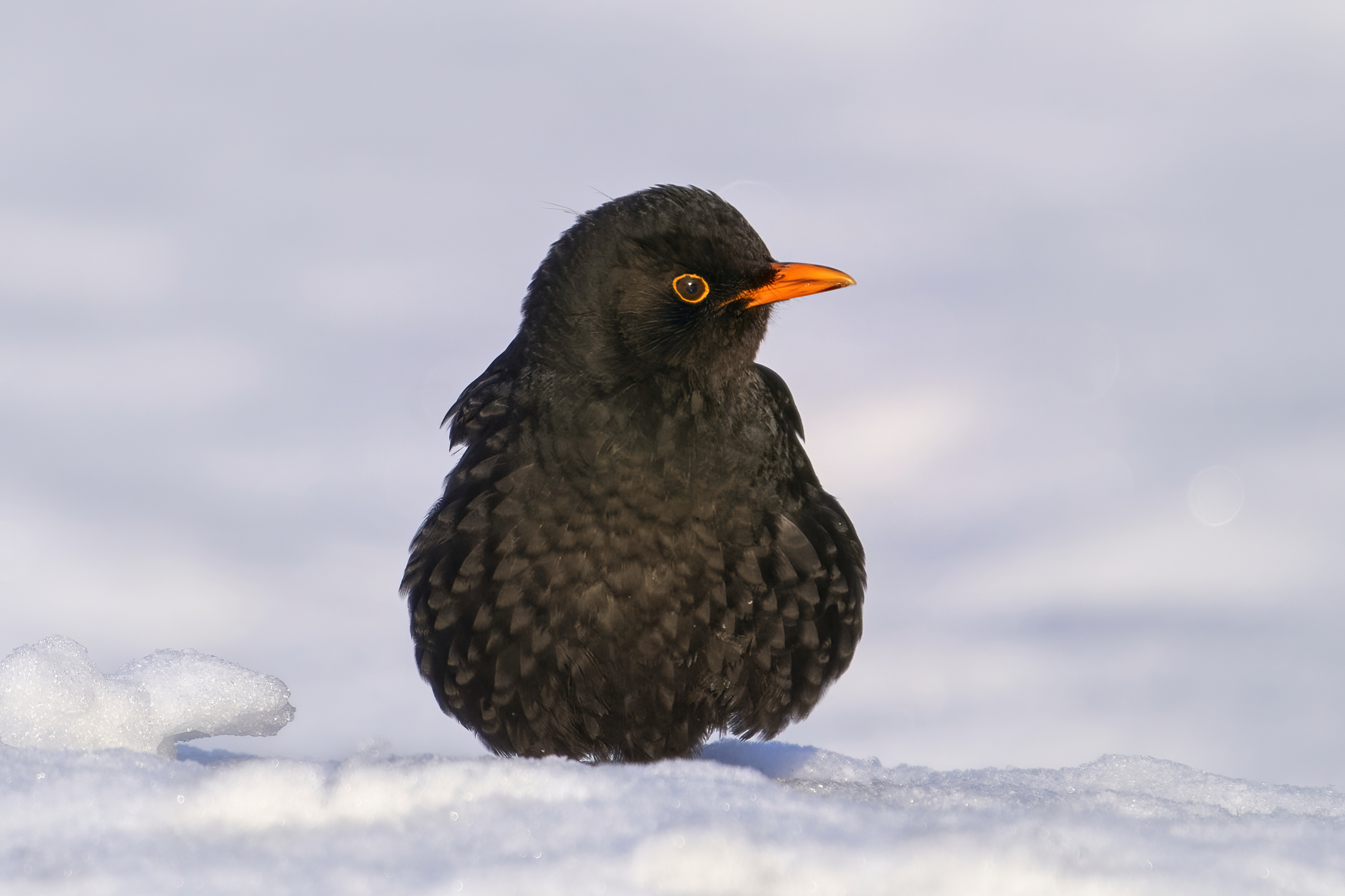 чёрный дрозд,дрозд,common blackbird,eurasian blackbird,blackbird,thrush,Turdus merula,, Гуливанов Андрей