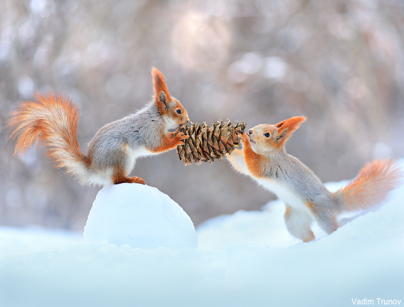 белка, squirrel, Вадим Трунов