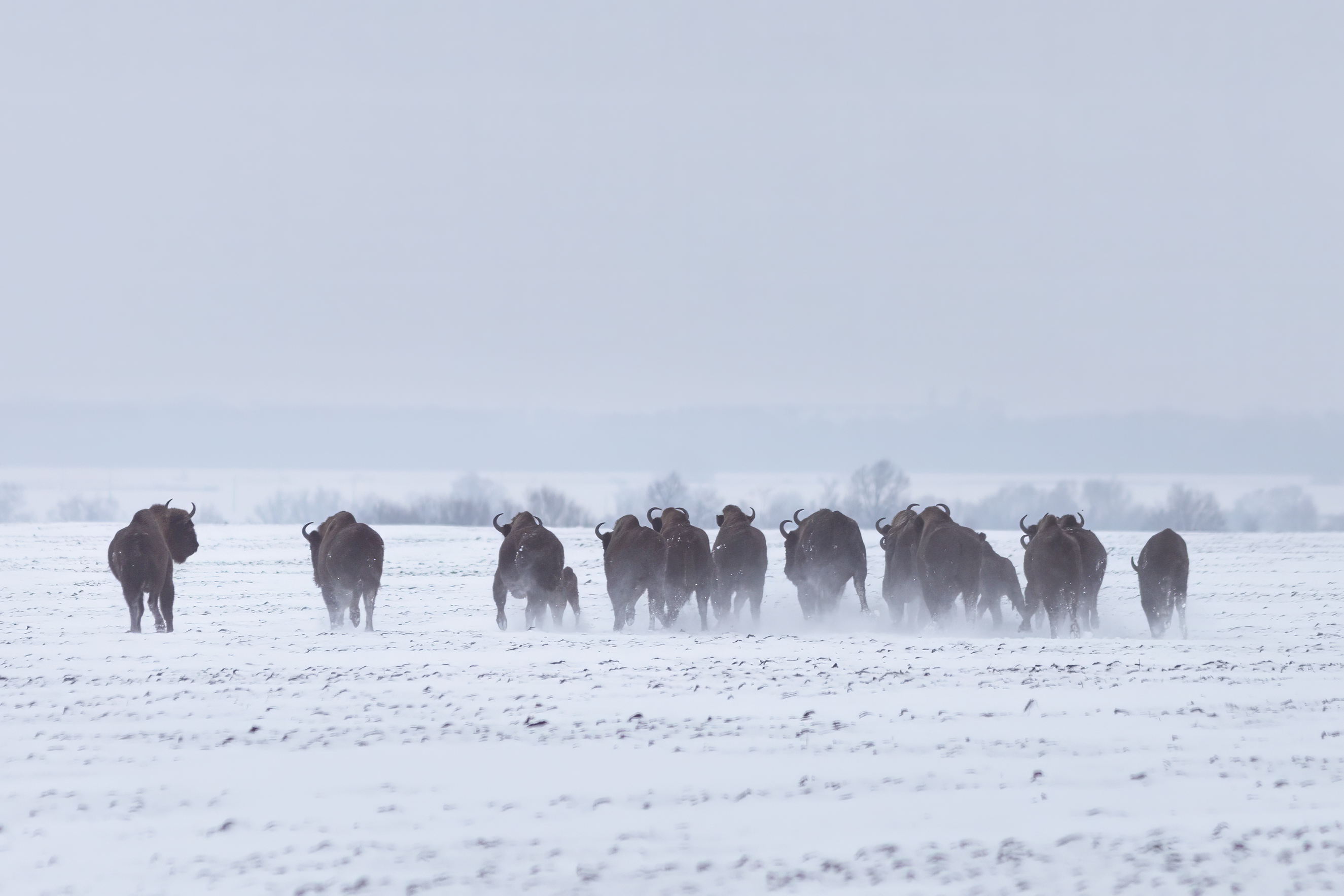 животные, природа, зубр, зима, wildlife, Пронин Денис