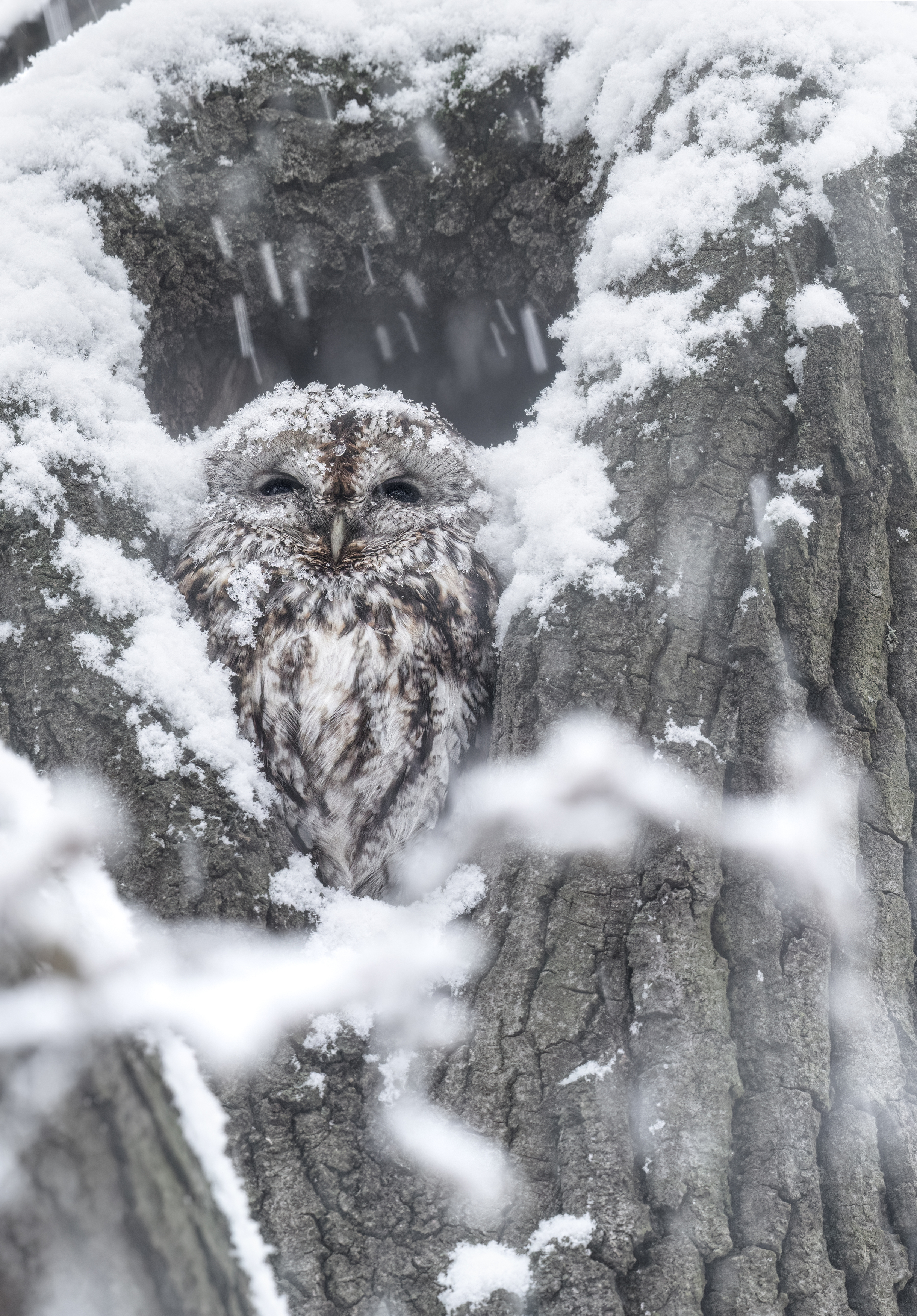 owl,nature,wildlife,bird,snow,winter, Tímea Ambrus