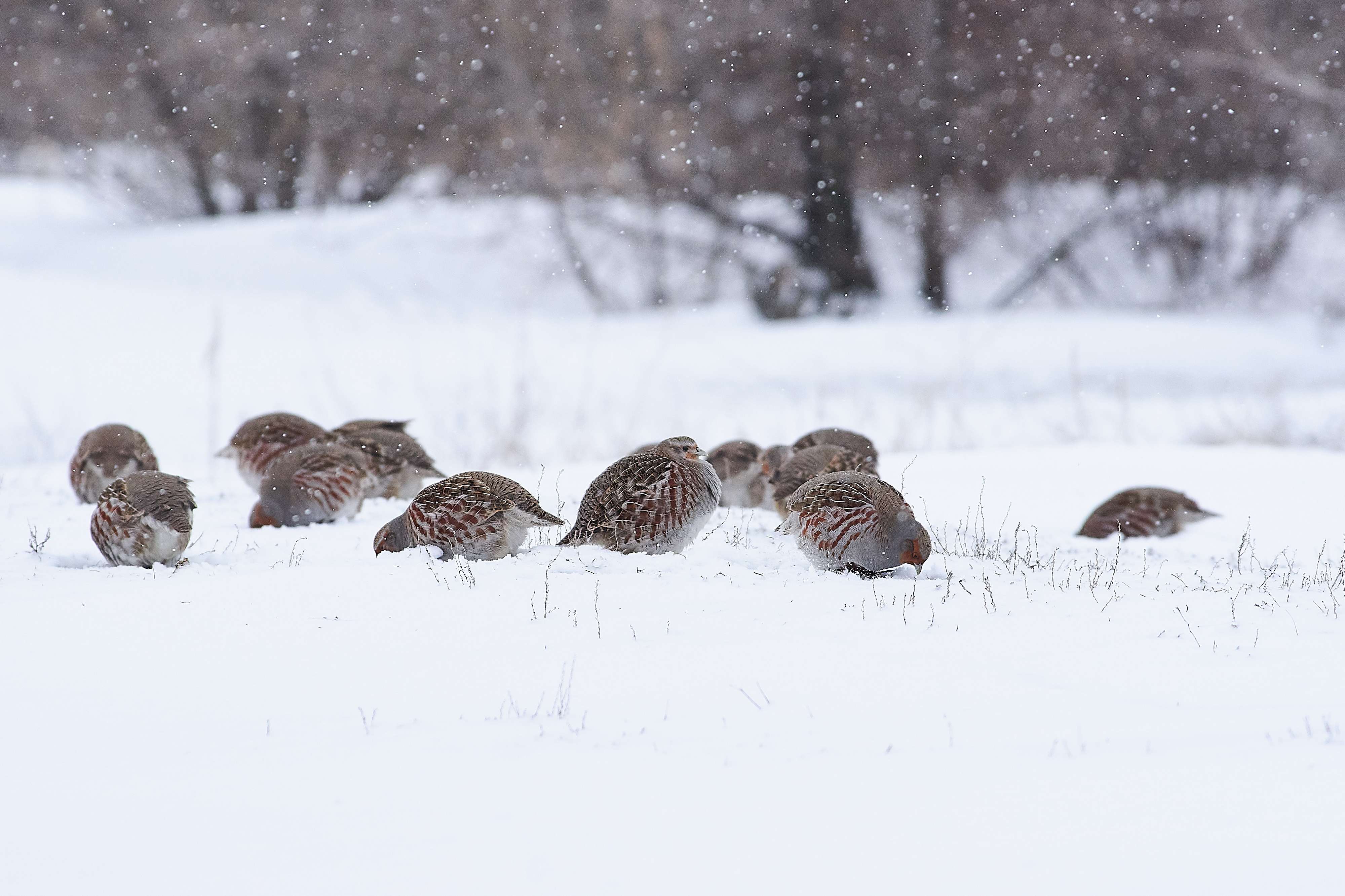 bird, birds, volgograd, russia, wildlife, , Павел Сторчилов