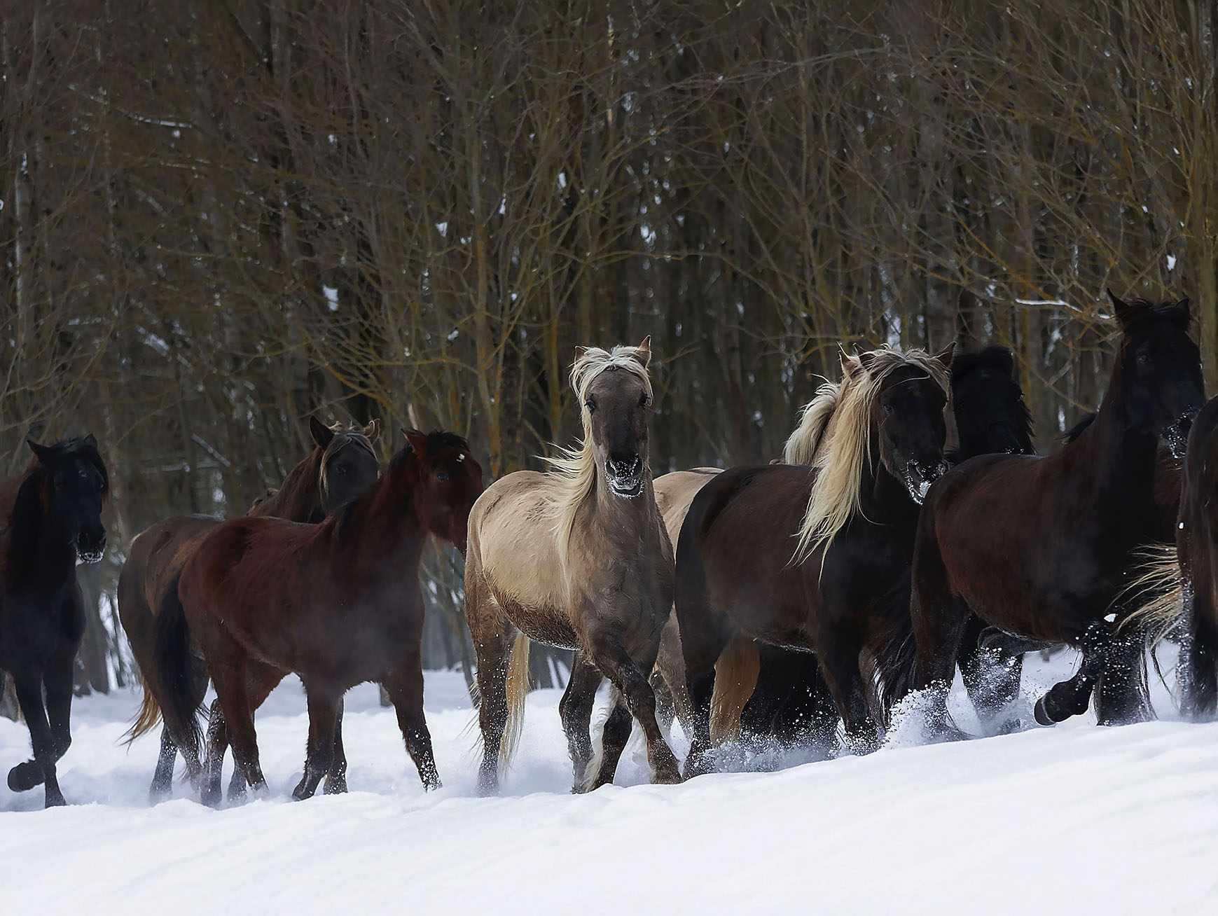 лошади,табун,галоп, лес, природа, horses, movement, forest, nature, Стукалова Юлия