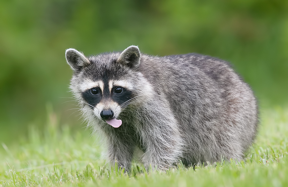 енот обыкновенный, енот-полоскун, raccoon, енот, дикие животные, животные, animals, Etkind Elizabeth