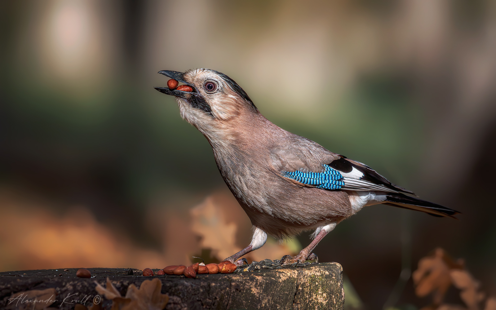 сойка, обыкновенная сойка, garrulus glandarius krynicki, Круль Александр