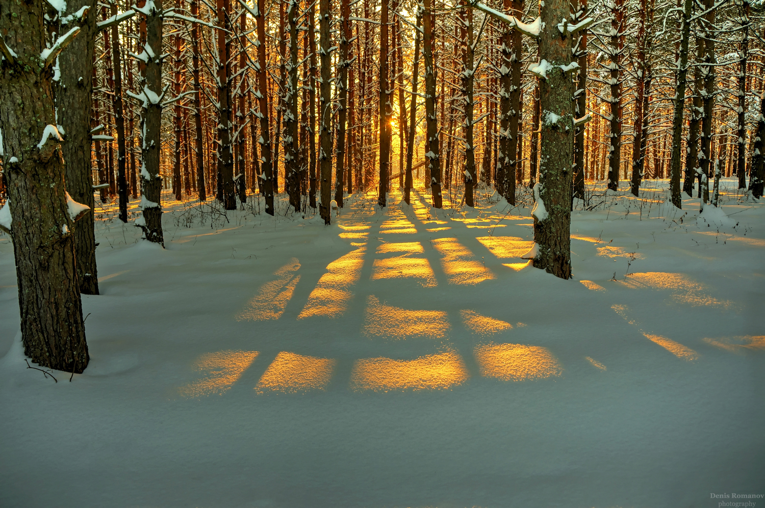 природа ,пейзаж ,зима ,лес ,закат ,nature ,landscape ,winter ,forest ,sunset, Romanov Denis