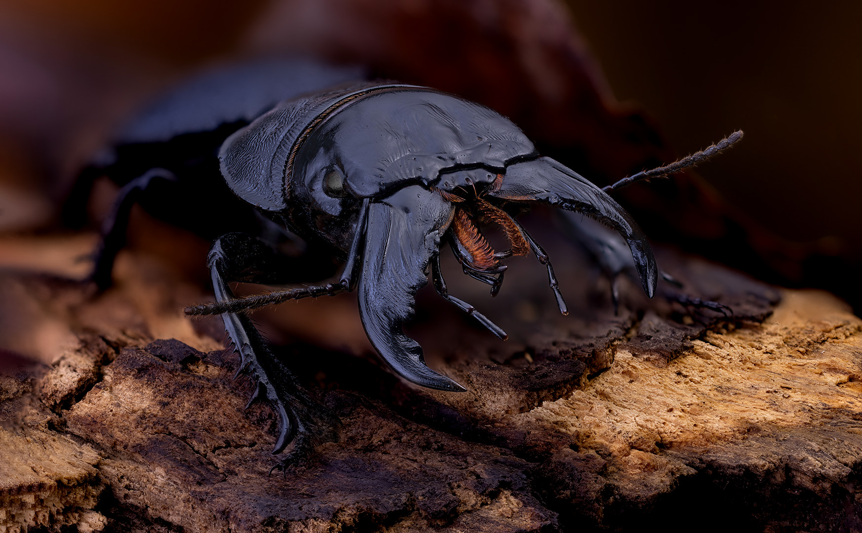 coleoptera, carabidae, crepidopterus decorsei,, Kavaliauskas Eugenijus