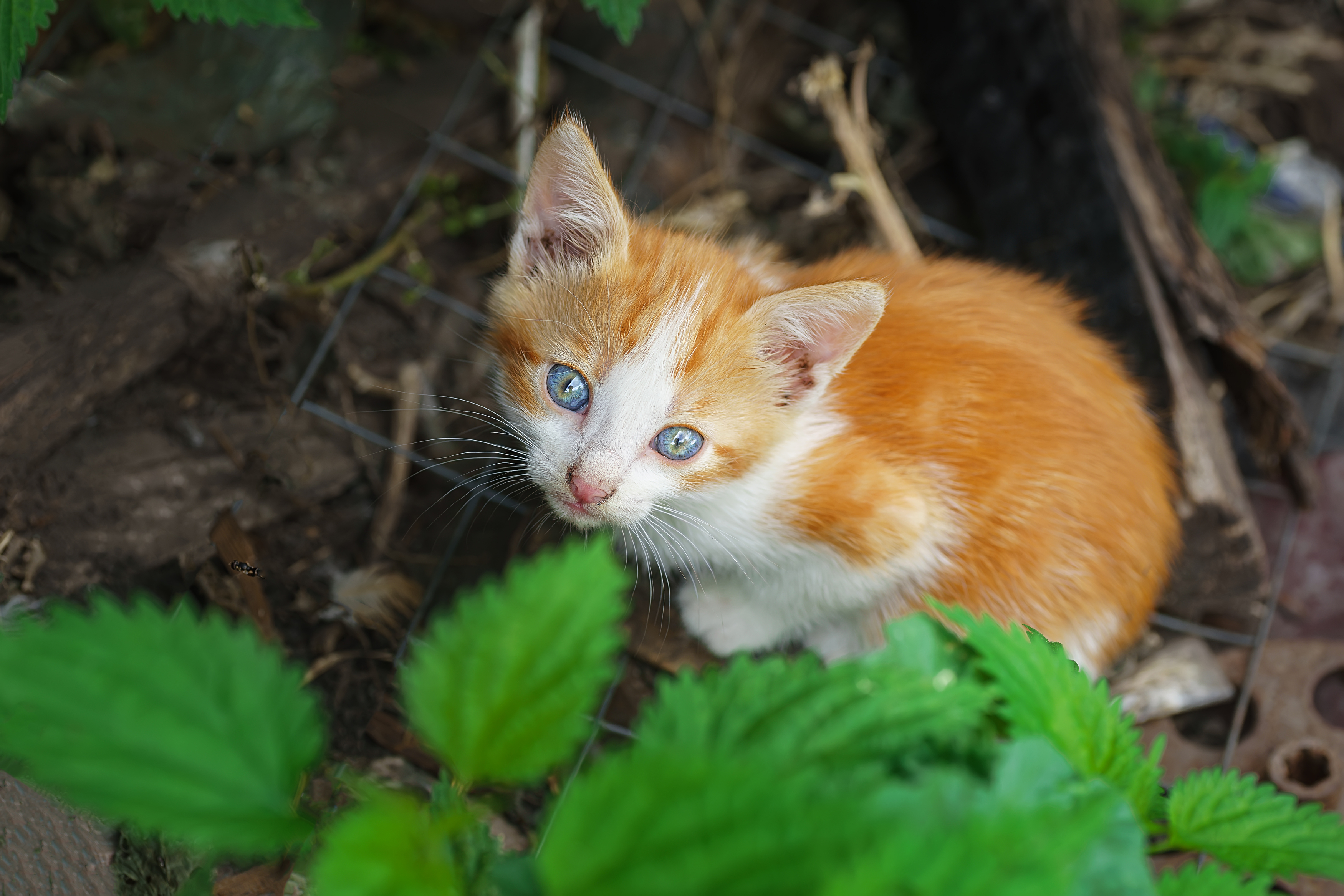 , Корнеев Алексей