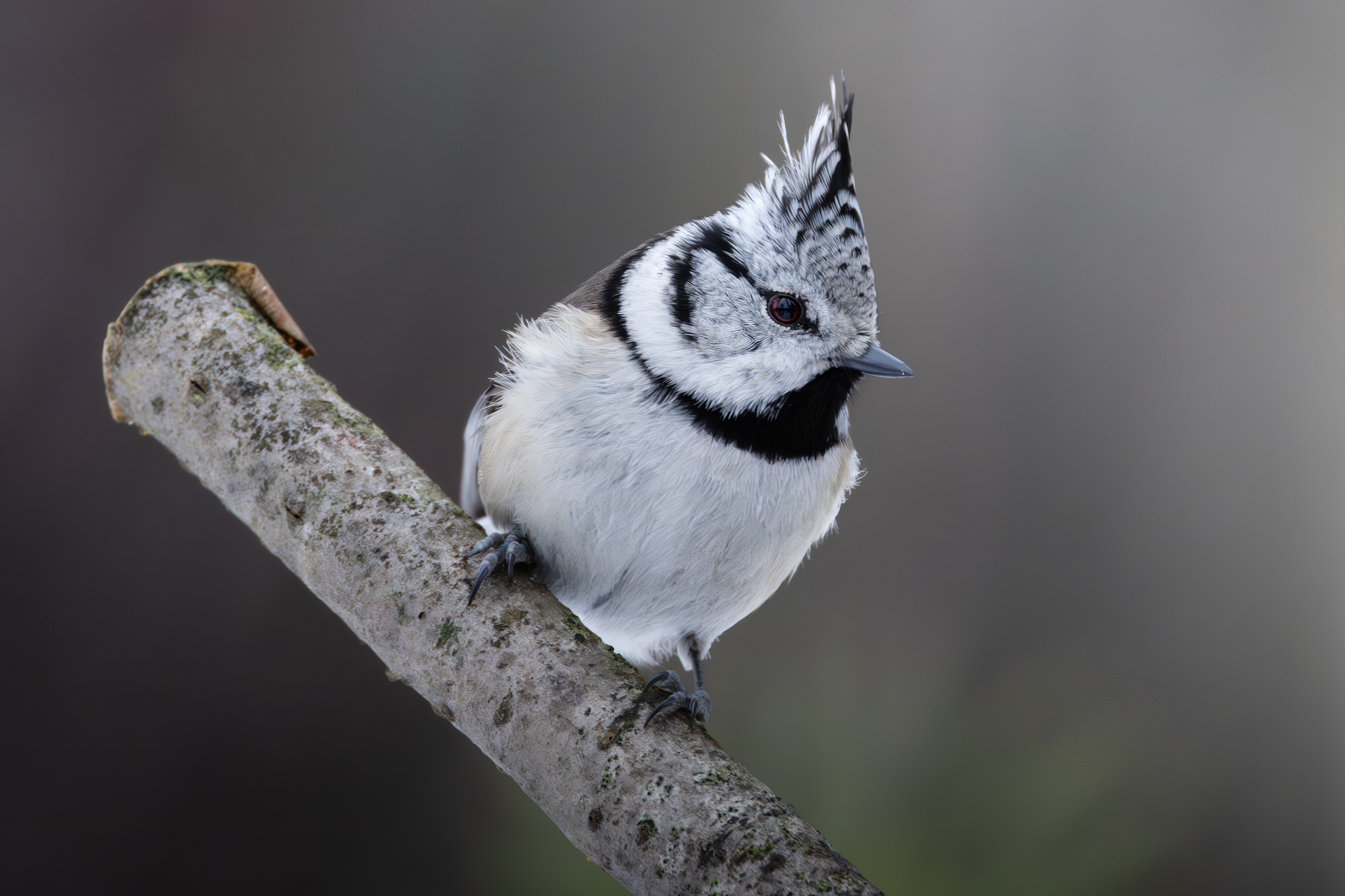 хохлатая синица, гренадерка, птицы, фото птиц, lophophanes cristatus, Александр Шипиленко