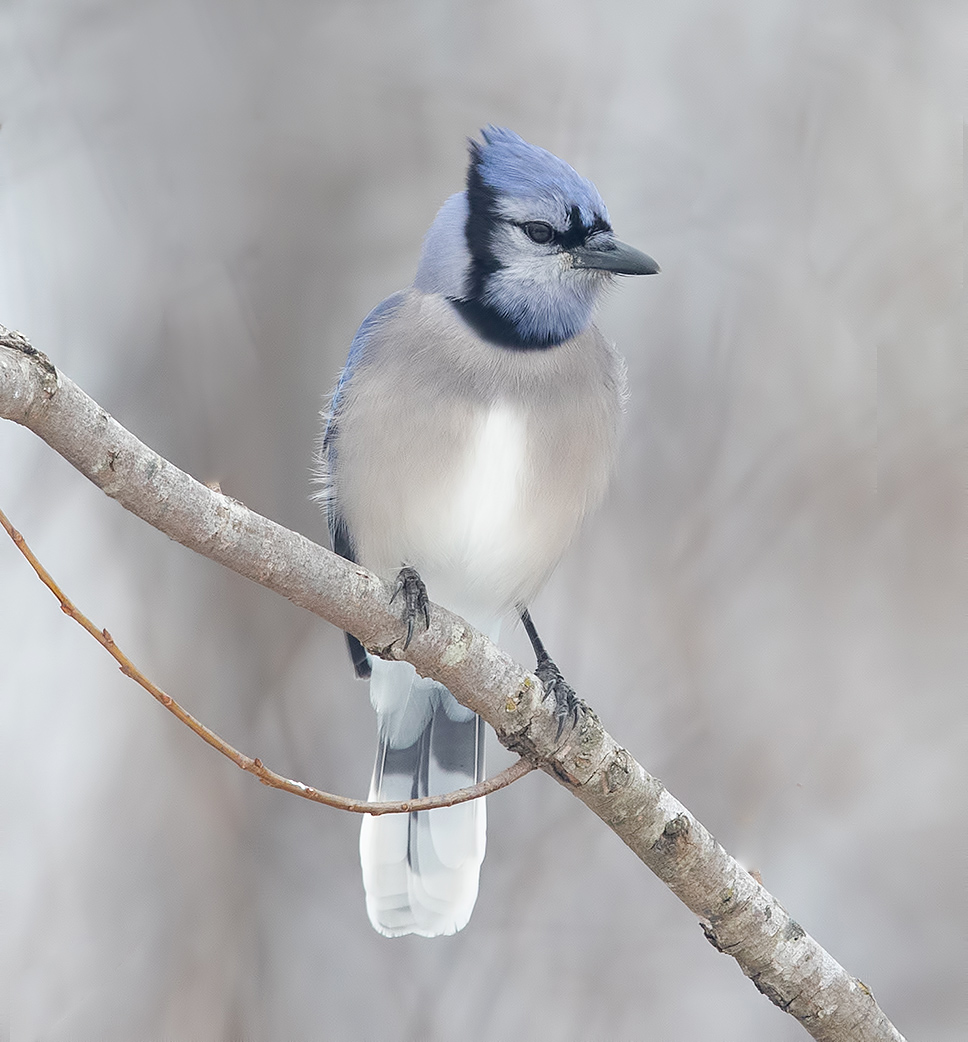 сойка, голубая сойка, jay, blue jay, зима, Etkind Elizabeth