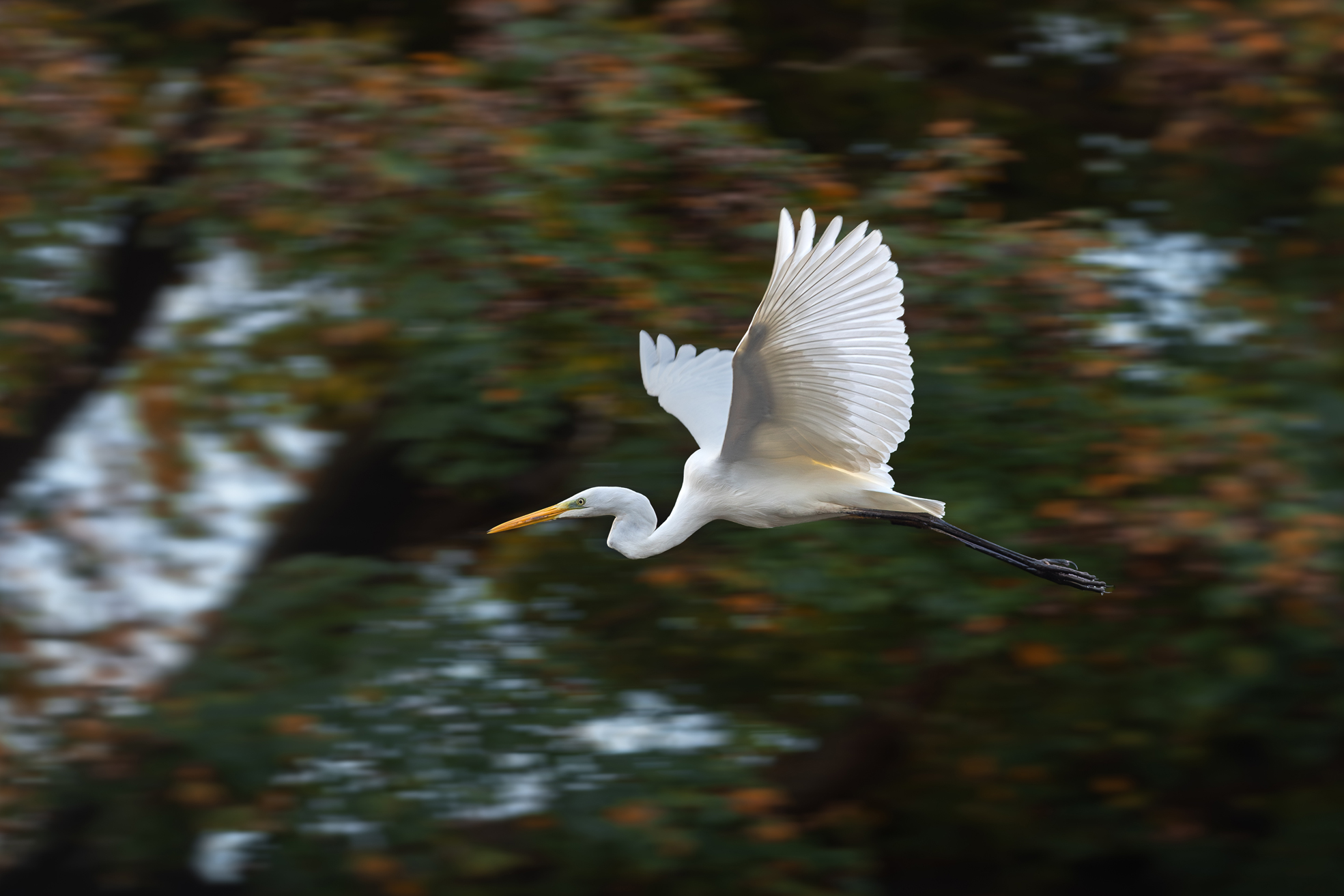 Большая белая цапля, Great egret , Ardea alba; wild; wildlife; nature; bird; bird in flight; autumn, Наталья Паклина