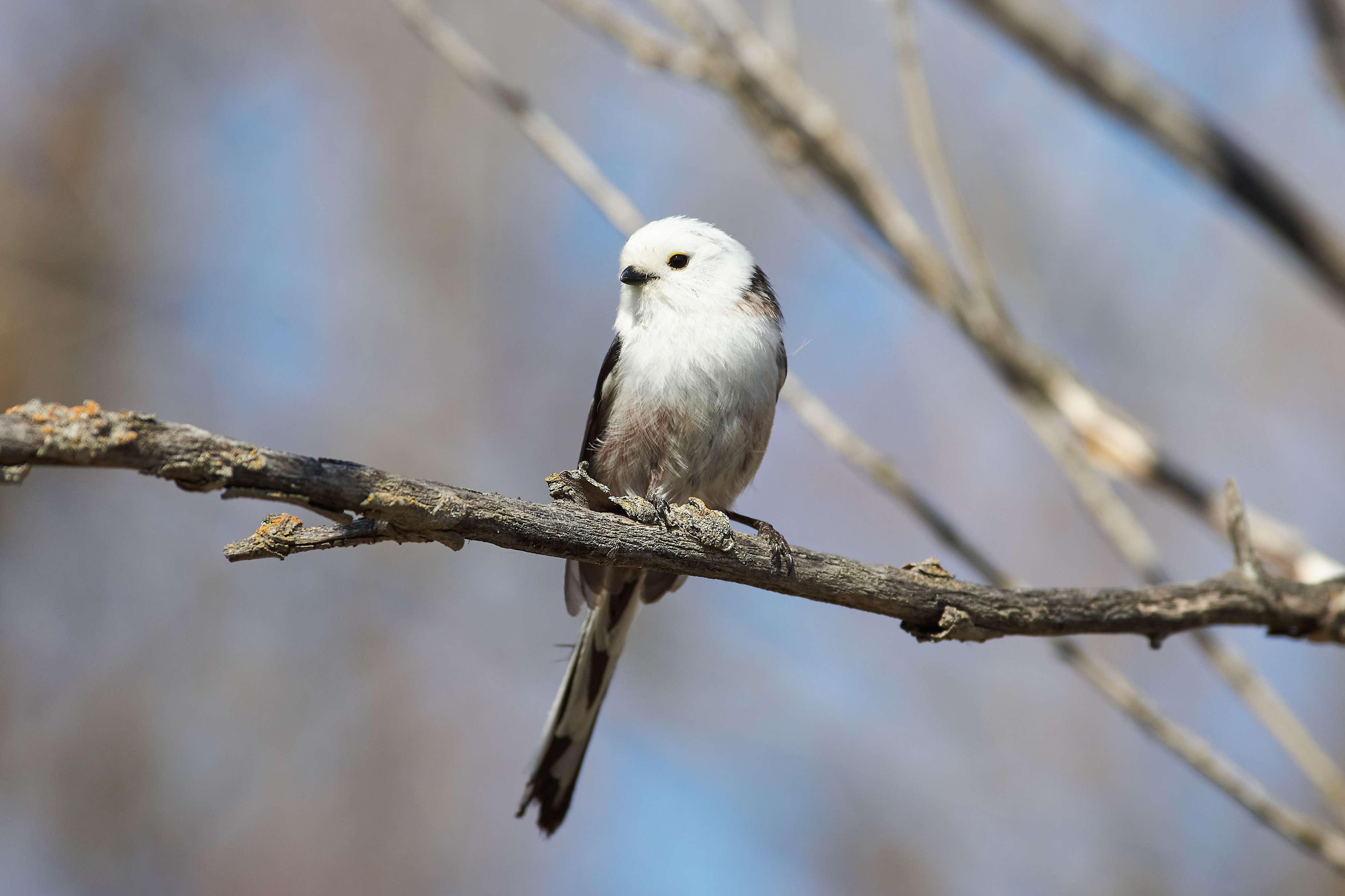 bird, birds, volgograd, russia, wildlife, , Павел Сторчилов