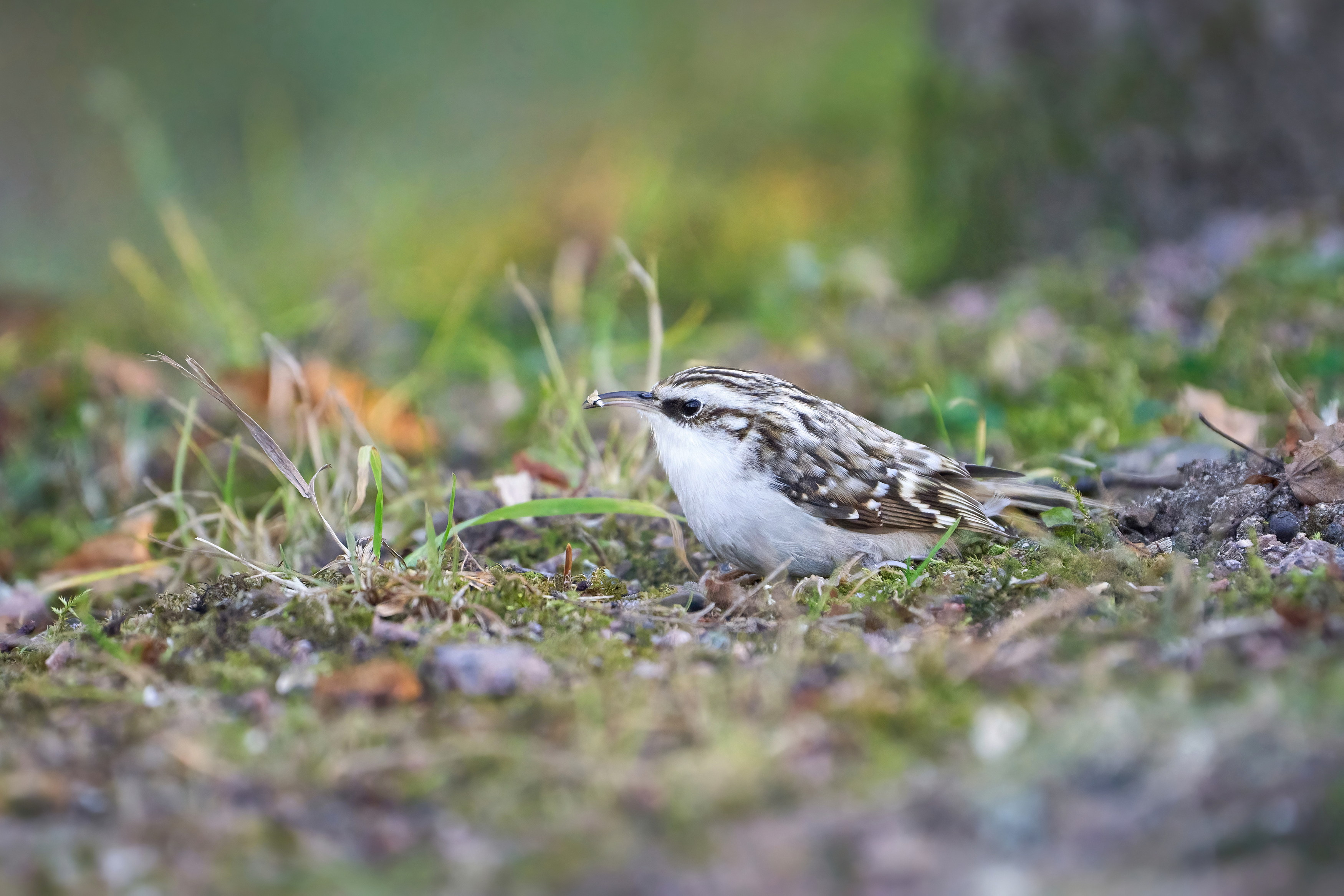 обыкновенная пищуха,пищуха,Eurasian treecreeper,common treecreeper,treecreeper,Certhia familiaris,, Гуливанов Андрей