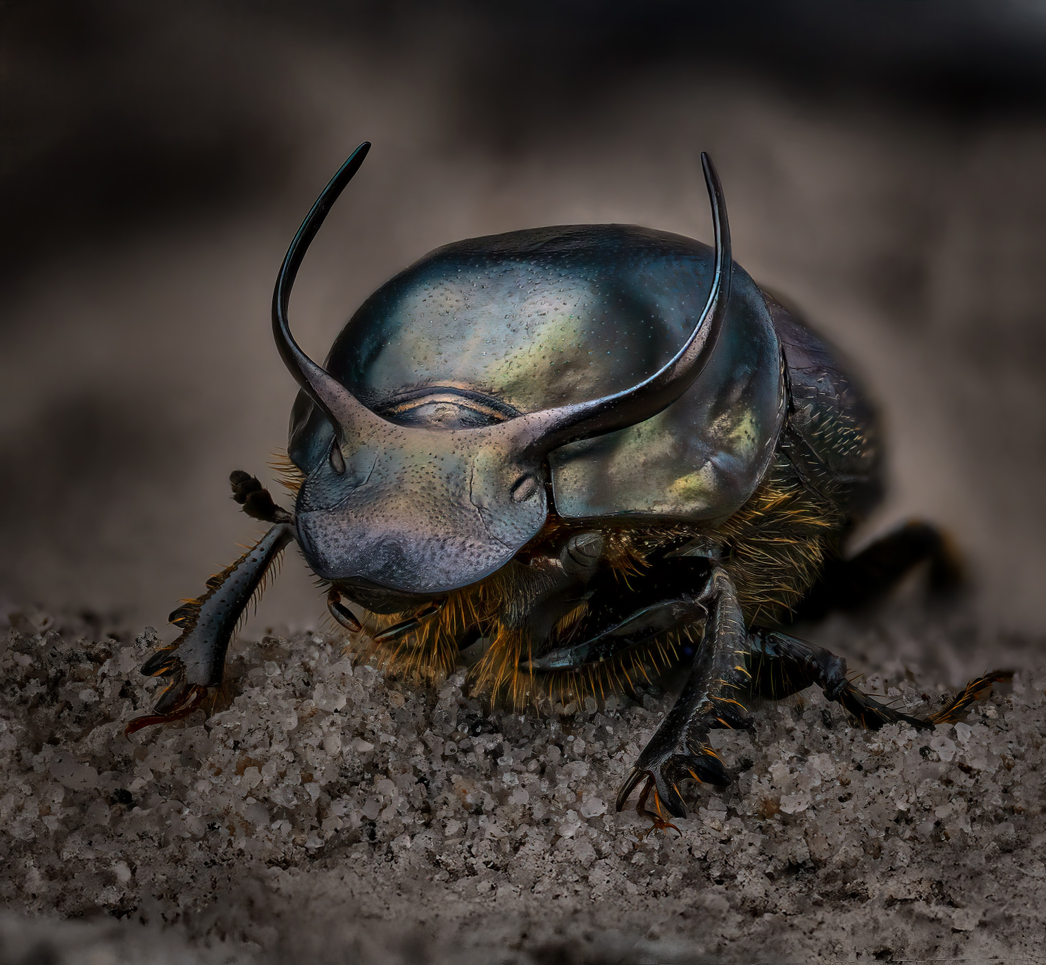 coleoptera, scarabaeidae, onthophagus taurus, калоед бык, Kavaliauskas Eugenijus