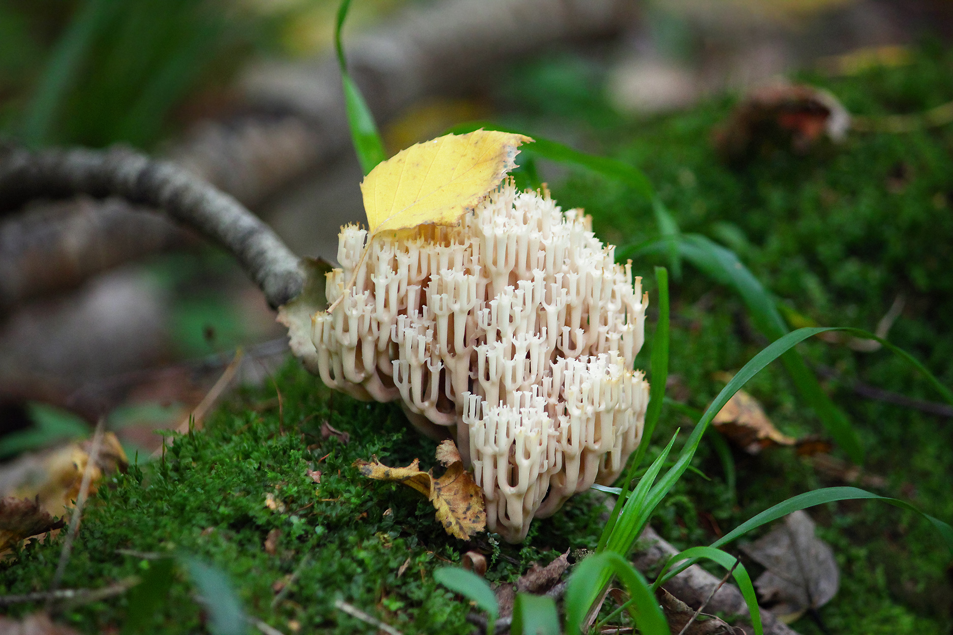 клавикорона крыночковидная, клавикорона коробчатая, artomyces pyxidatus, КарОл