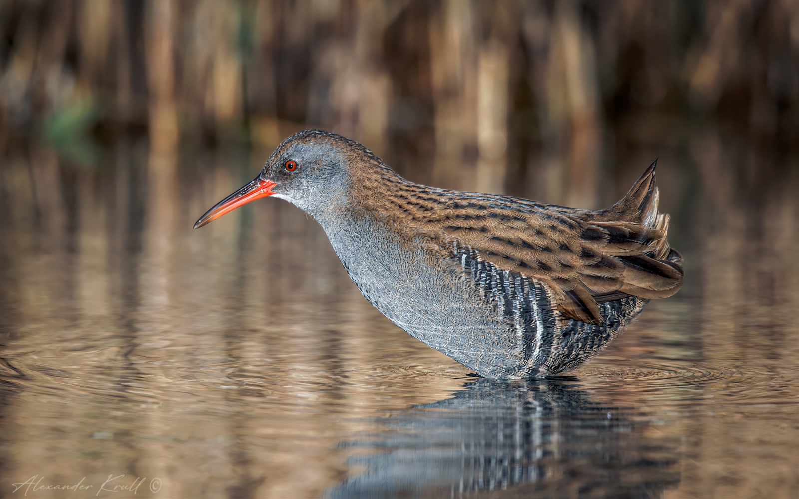 пастушок, водяной пастушок, rallus aquaticus, Круль Александр