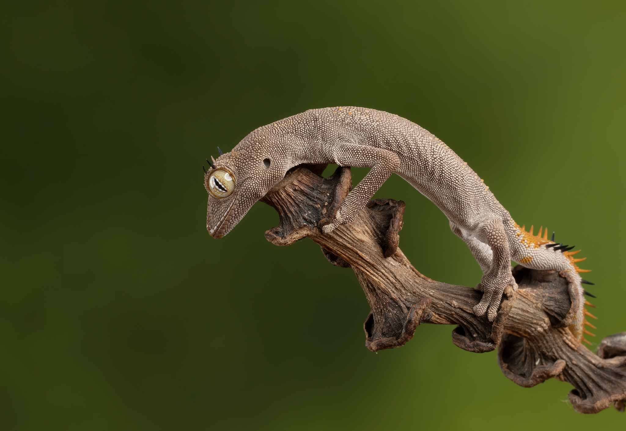 spiny tail gecko, gecko, animals, nature, canon, MARIA KULA