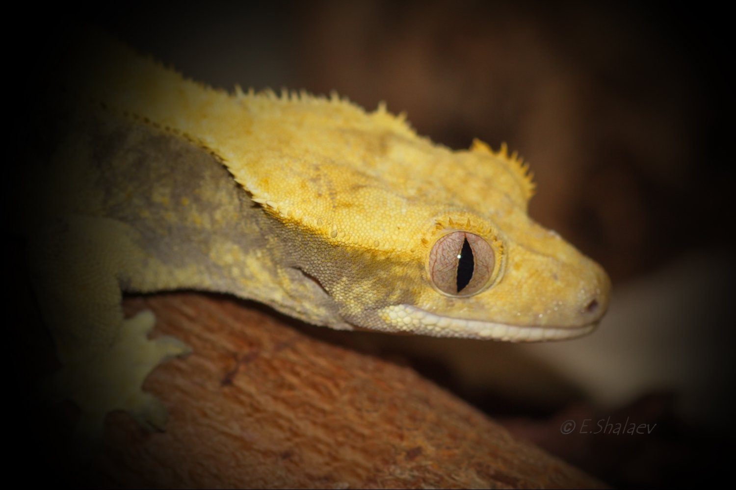 Geckos, Lizards, Reptilia, Rhacodactylus ciliatus, Геккон, Рептилии, Ресничный геккон-бананоед, Ящерица, Евгений